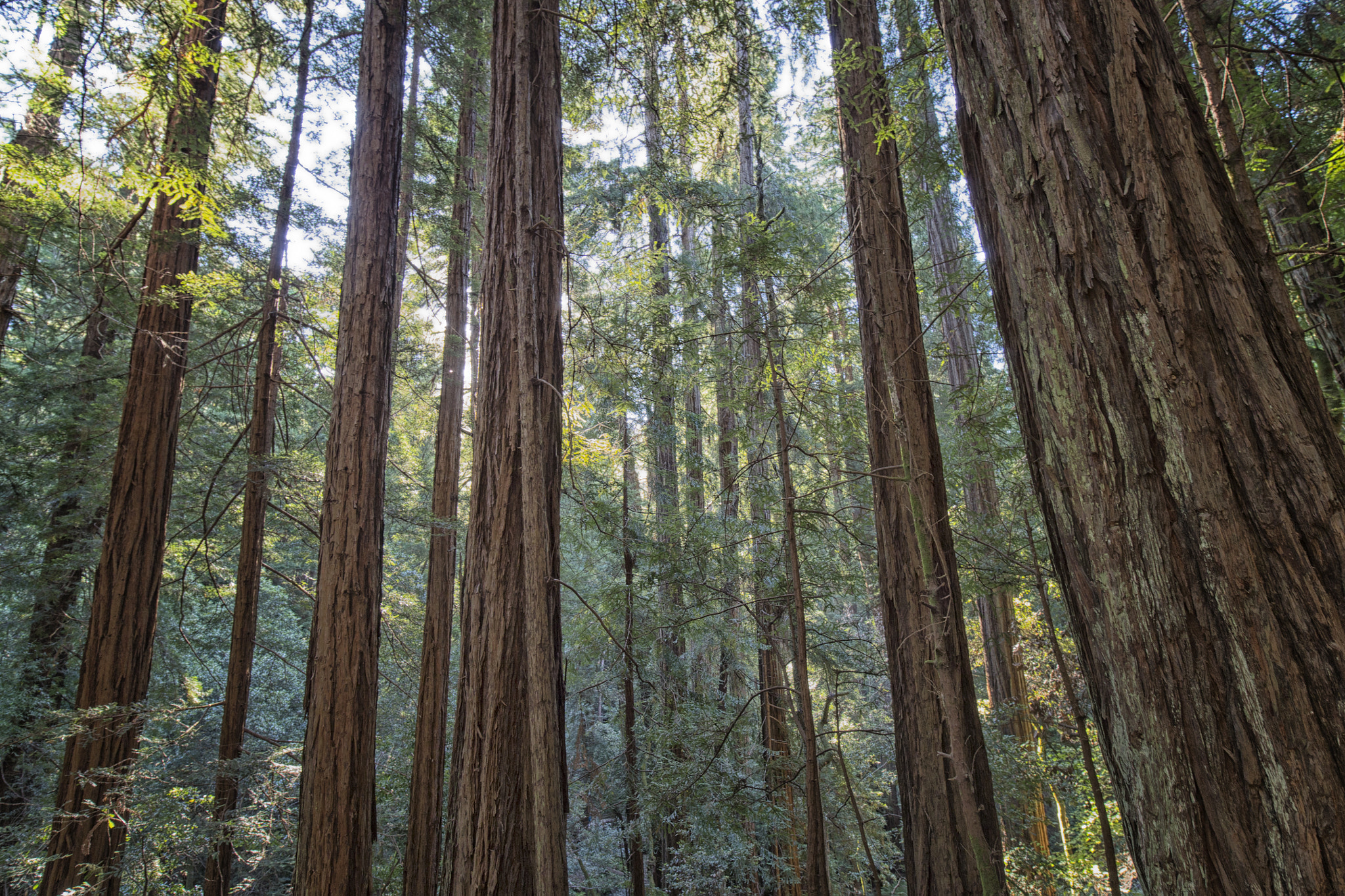 Canon EOS-1D X sample photo. Muir woods photography
