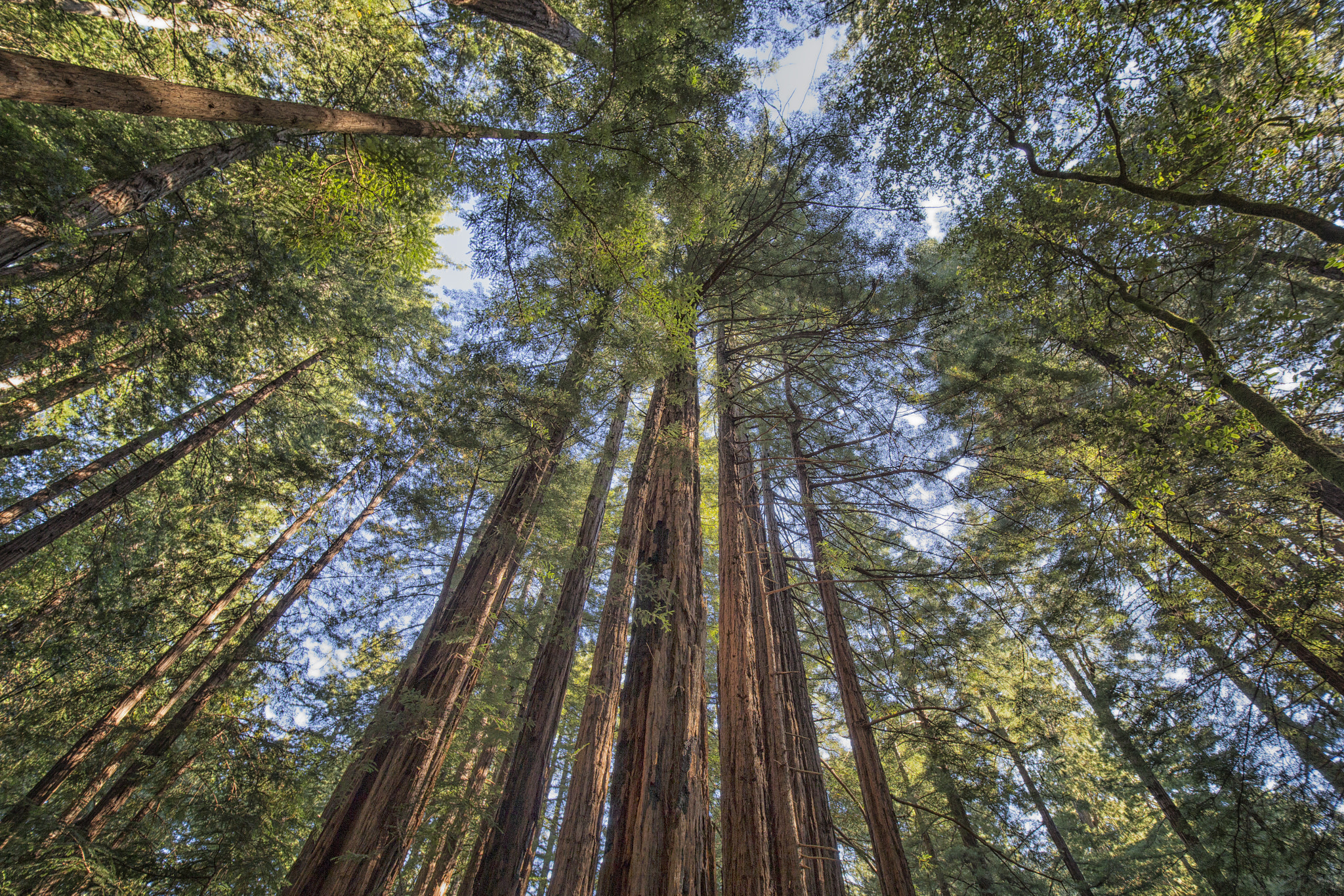 Canon EOS-1D X sample photo. Muir woods photography
