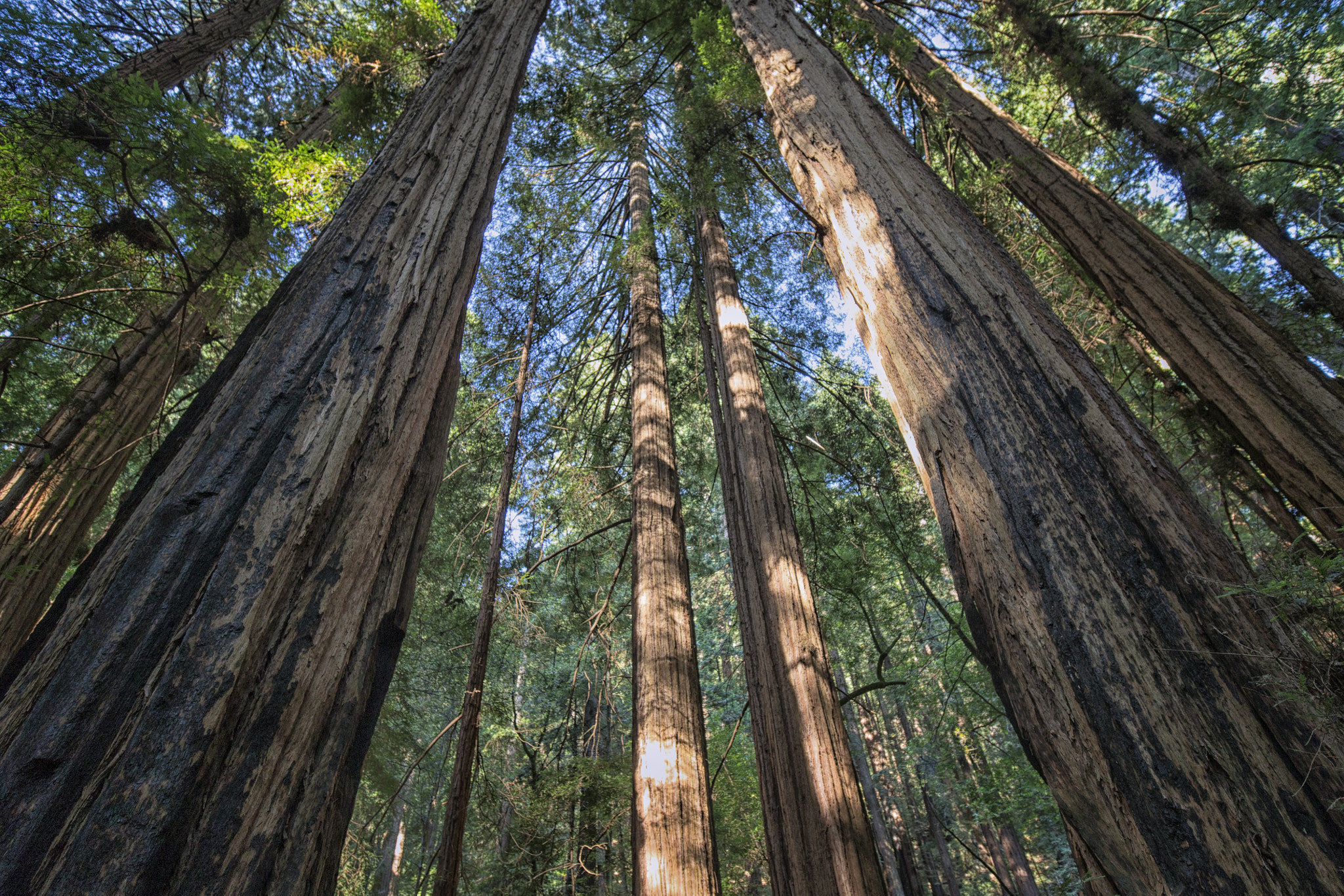 Canon EOS-1D X sample photo. Muir woods photography