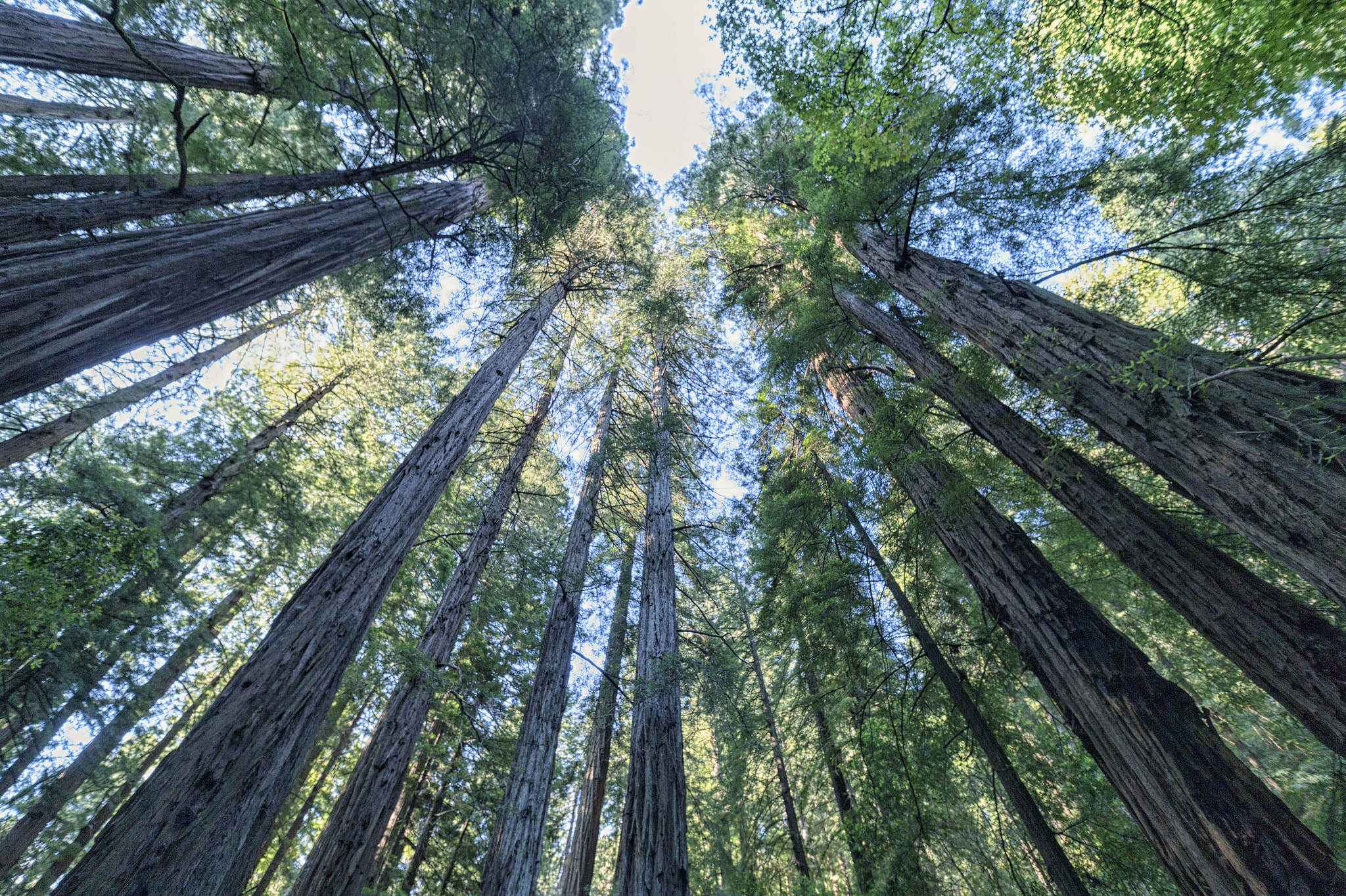 Canon EOS-1D X sample photo. Muir woods photography