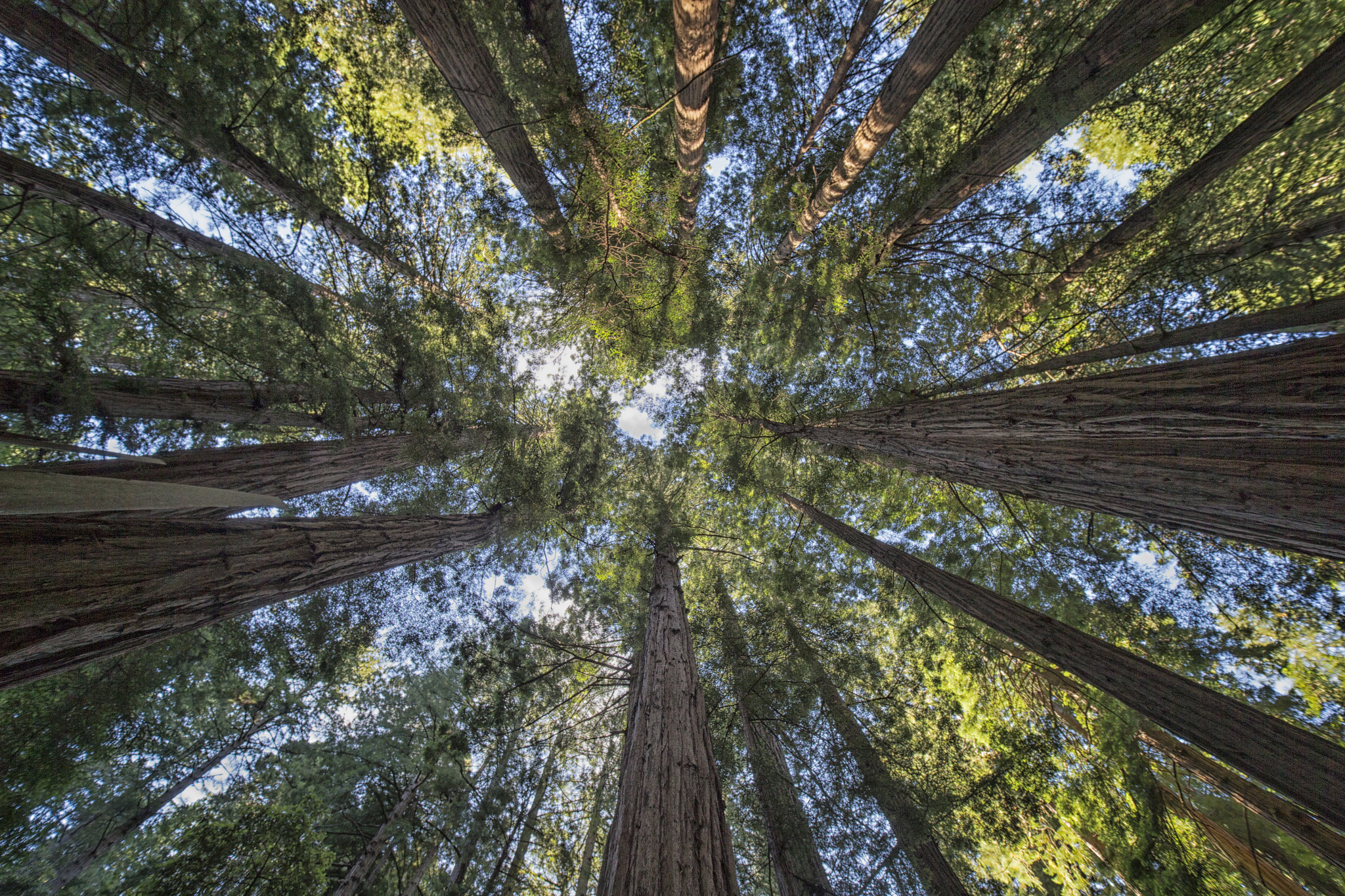 Canon EOS-1D X + ZEISS Distagon T* 15mm F2.8 sample photo. Muir woods photography