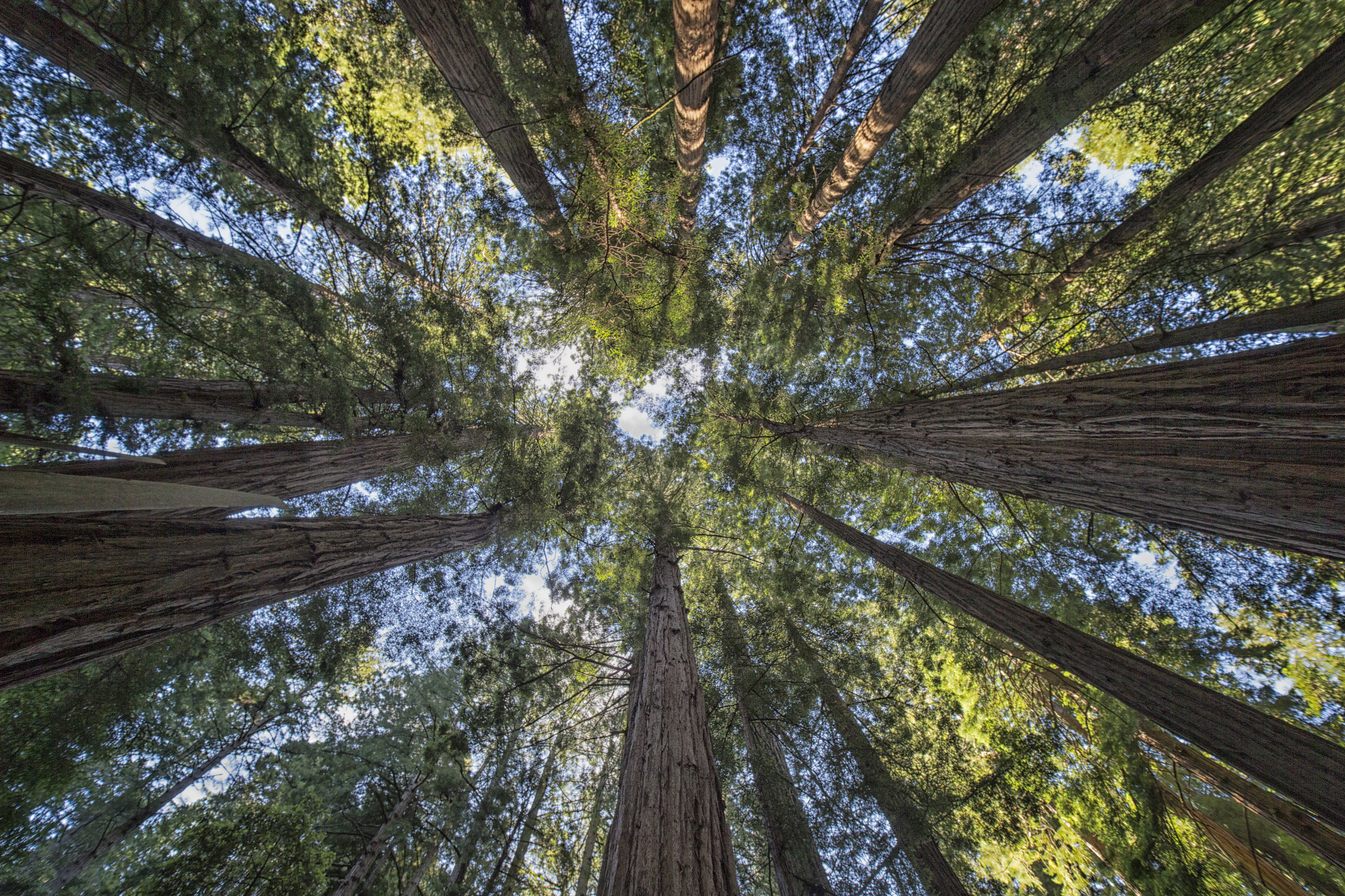 Canon EOS-1D X sample photo. Muir woods photography