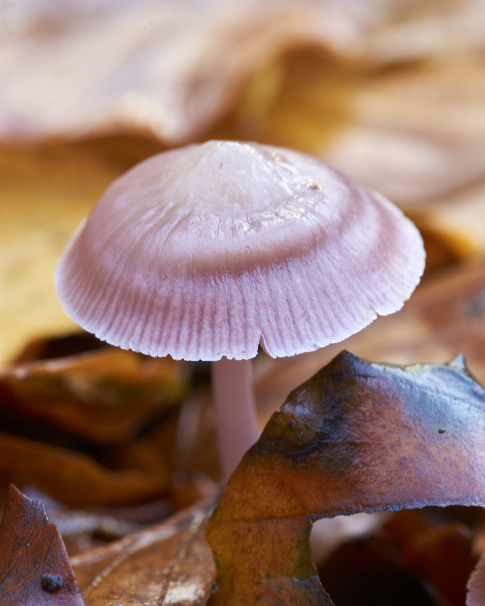 Sigma 105mm F2.8 EX DG OS HSM sample photo. Tiny mushroom photography