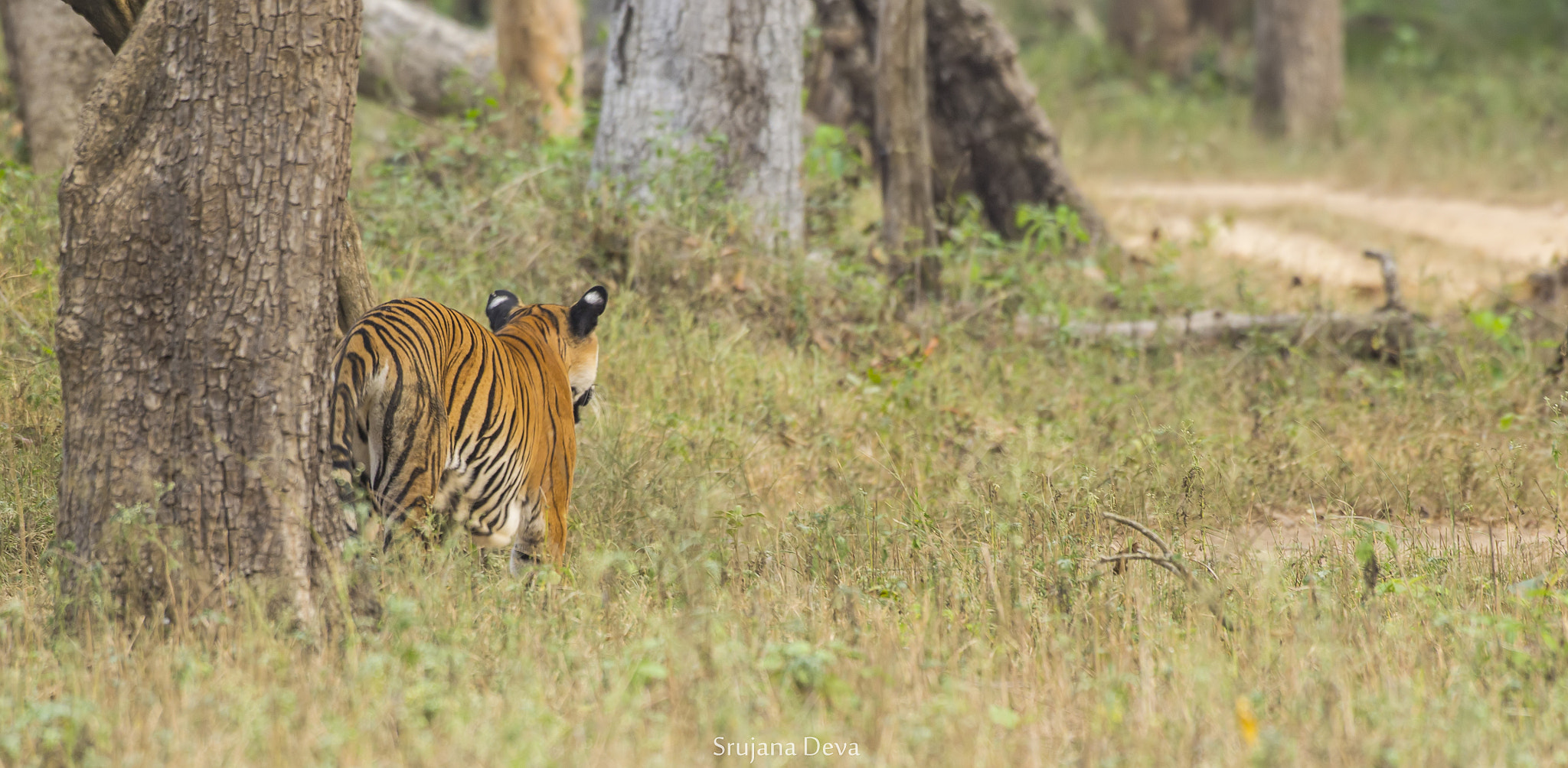 Nikon AF-S Nikkor 200-500mm F5.6E ED VR sample photo. Tigress trail photography