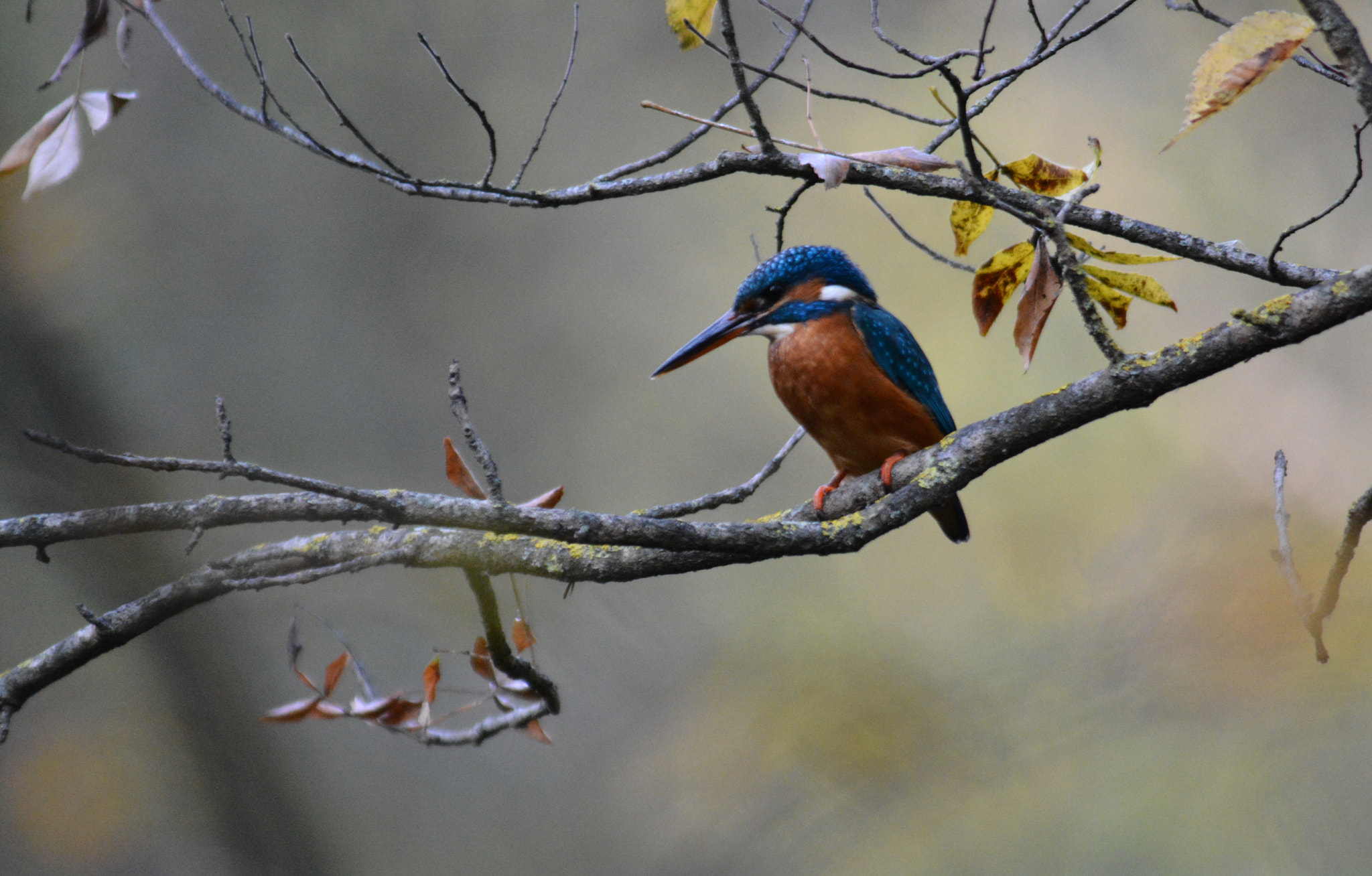 Tamron SP AF 200-500mm F5-6.3 Di LD (IF) sample photo. Common kingfisher photography