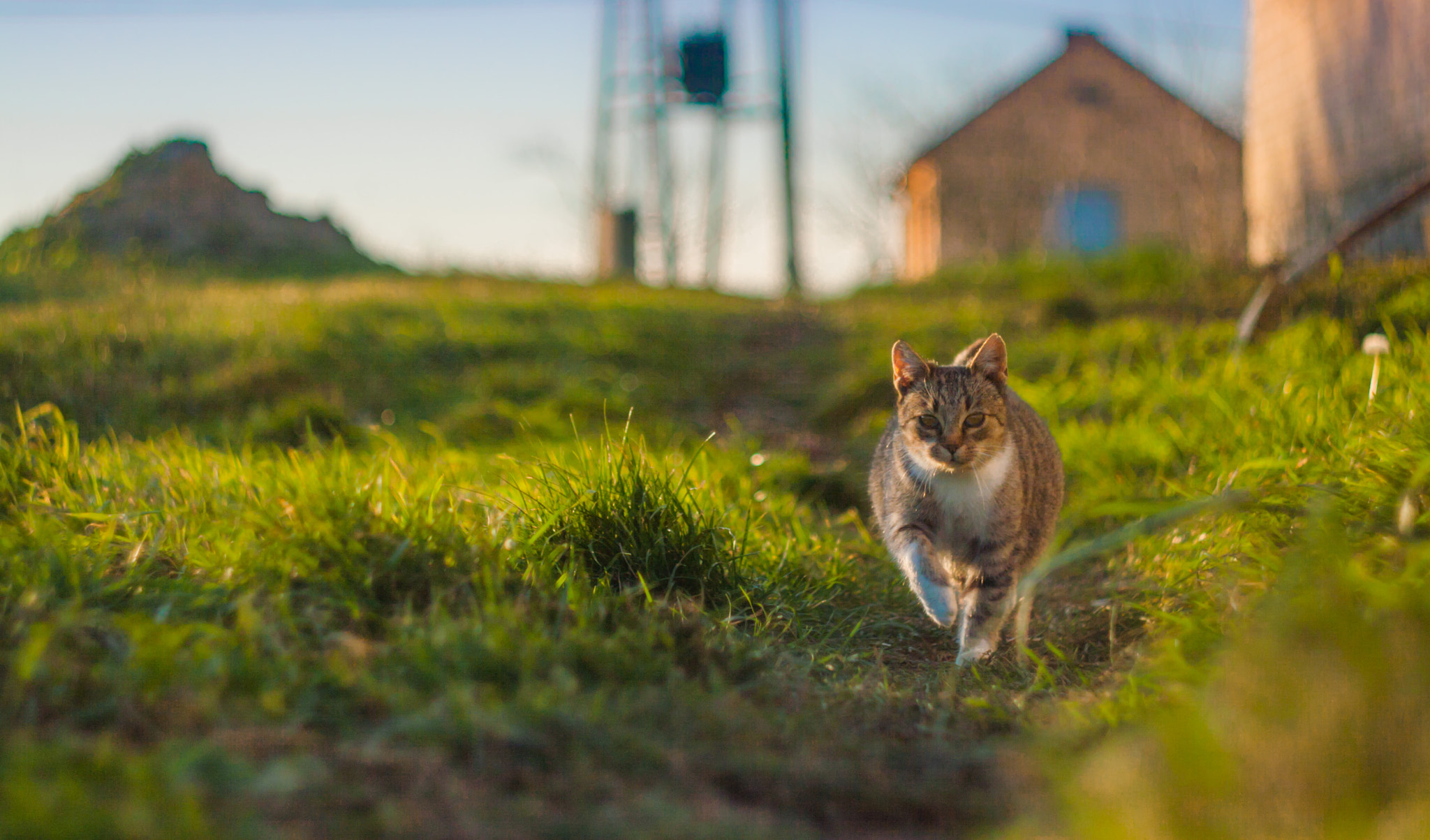 Canon EOS 400D (EOS Digital Rebel XTi / EOS Kiss Digital X) sample photo. Walking kitty photography