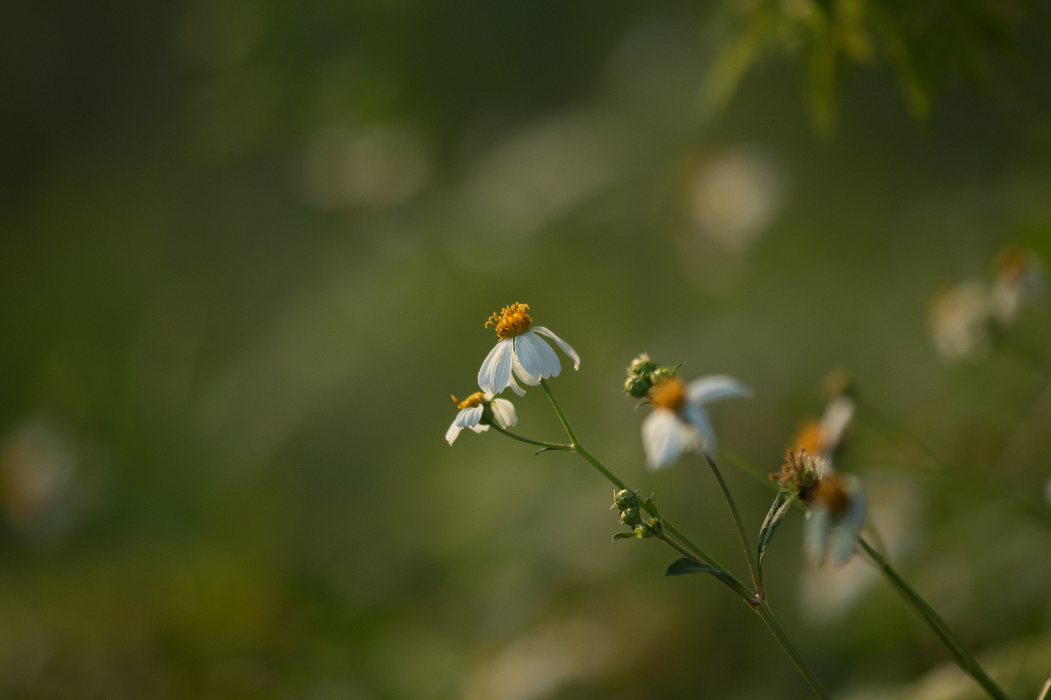 Canon EF 80-200mm f/2.8L sample photo. Flower photography
