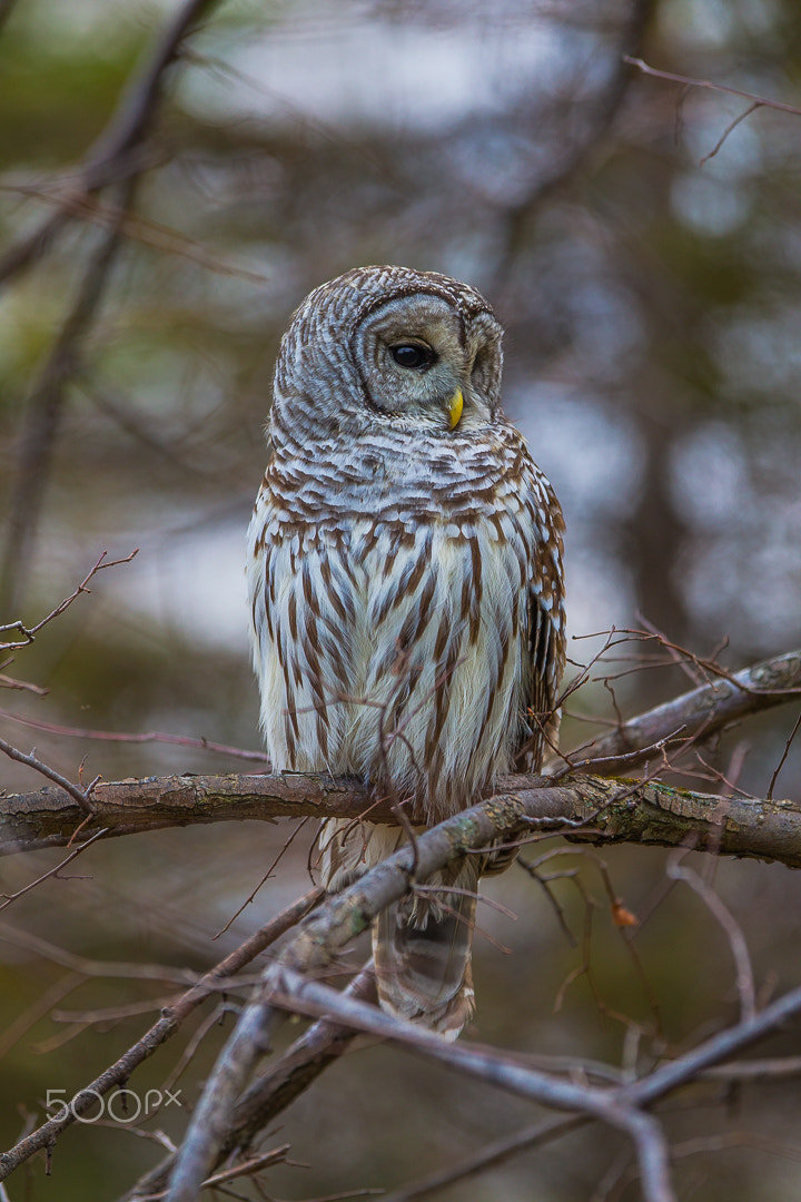 Canon EOS-1D Mark IV + Canon EF 300mm F2.8L IS USM sample photo. Barred owl / chouette rayée photography