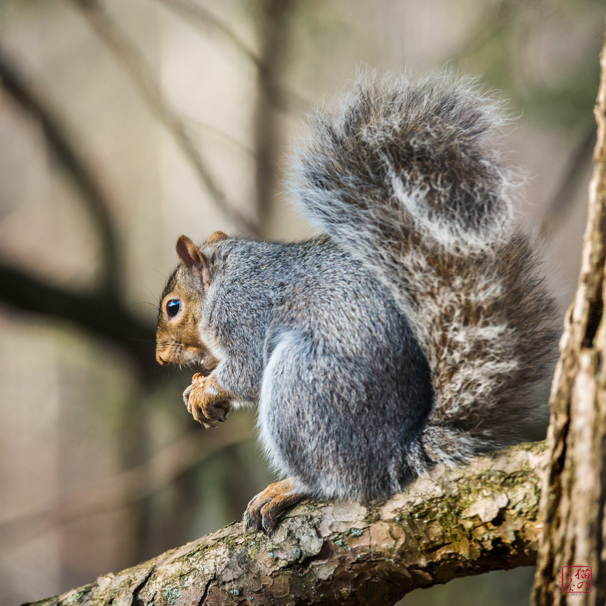 Nikon D800 sample photo. Squirrel in the sun photography