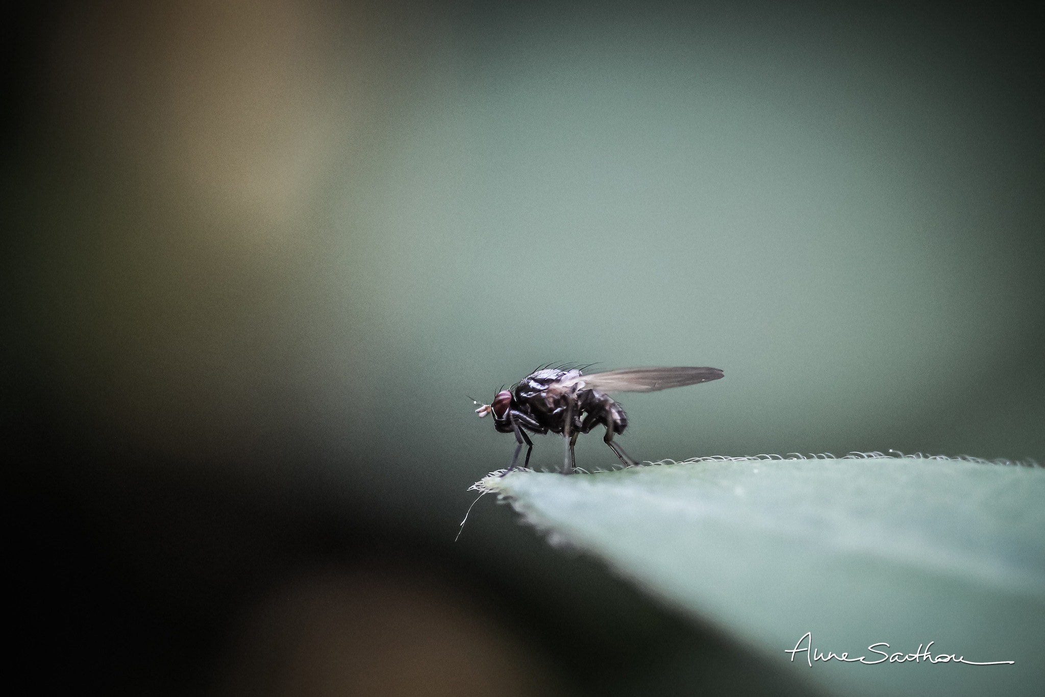 Canon EF 100mm F2.8 Macro USM sample photo. Piste. photography