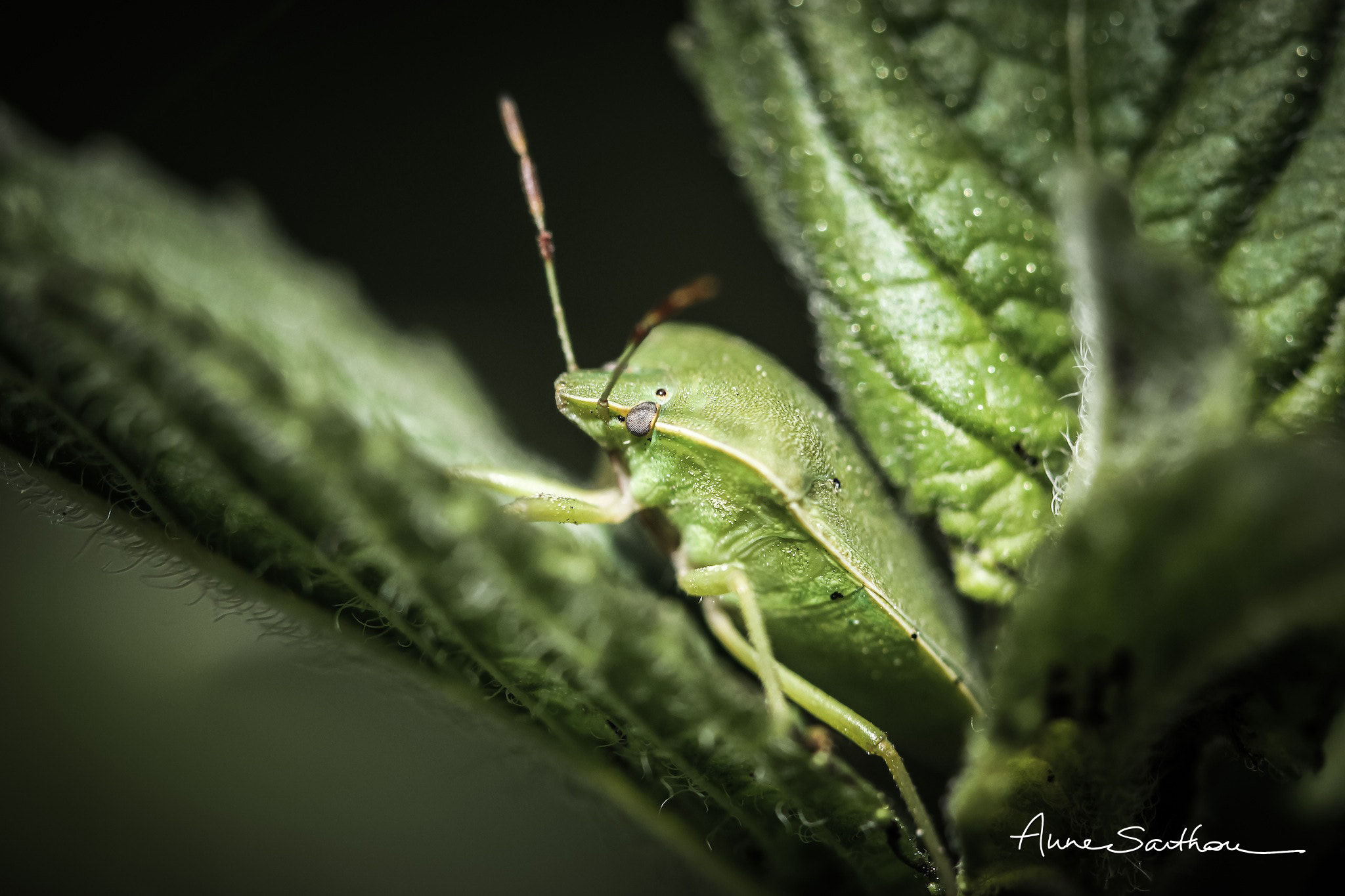 Canon EF 100mm F2.8 Macro USM sample photo. Radar. photography