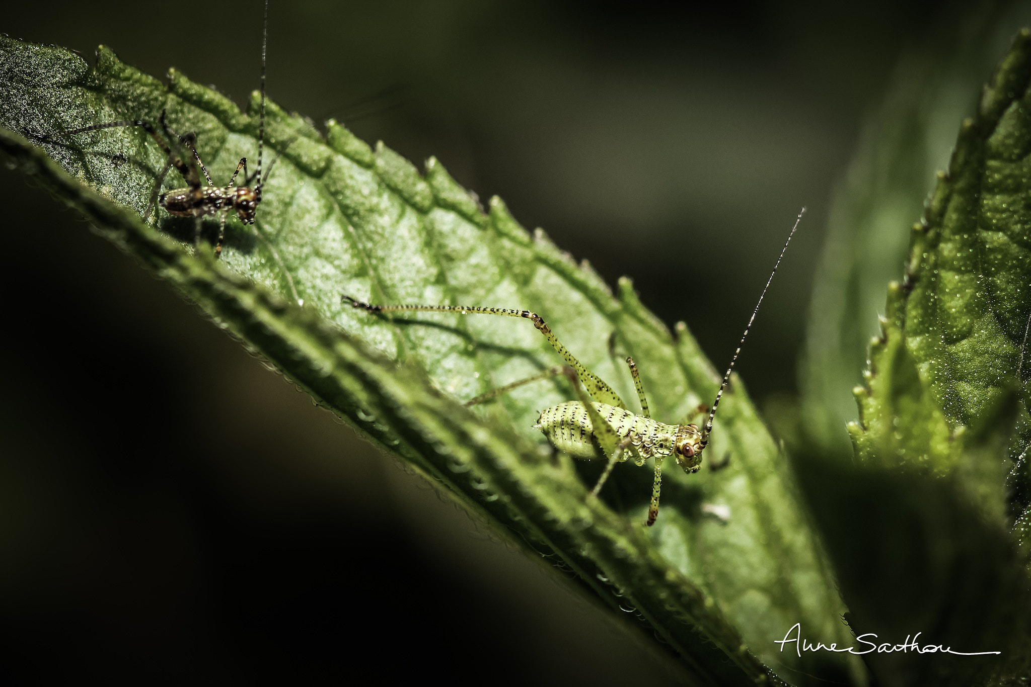 Canon EF 100mm F2.8 Macro USM sample photo. Petit et plus petit. photography
