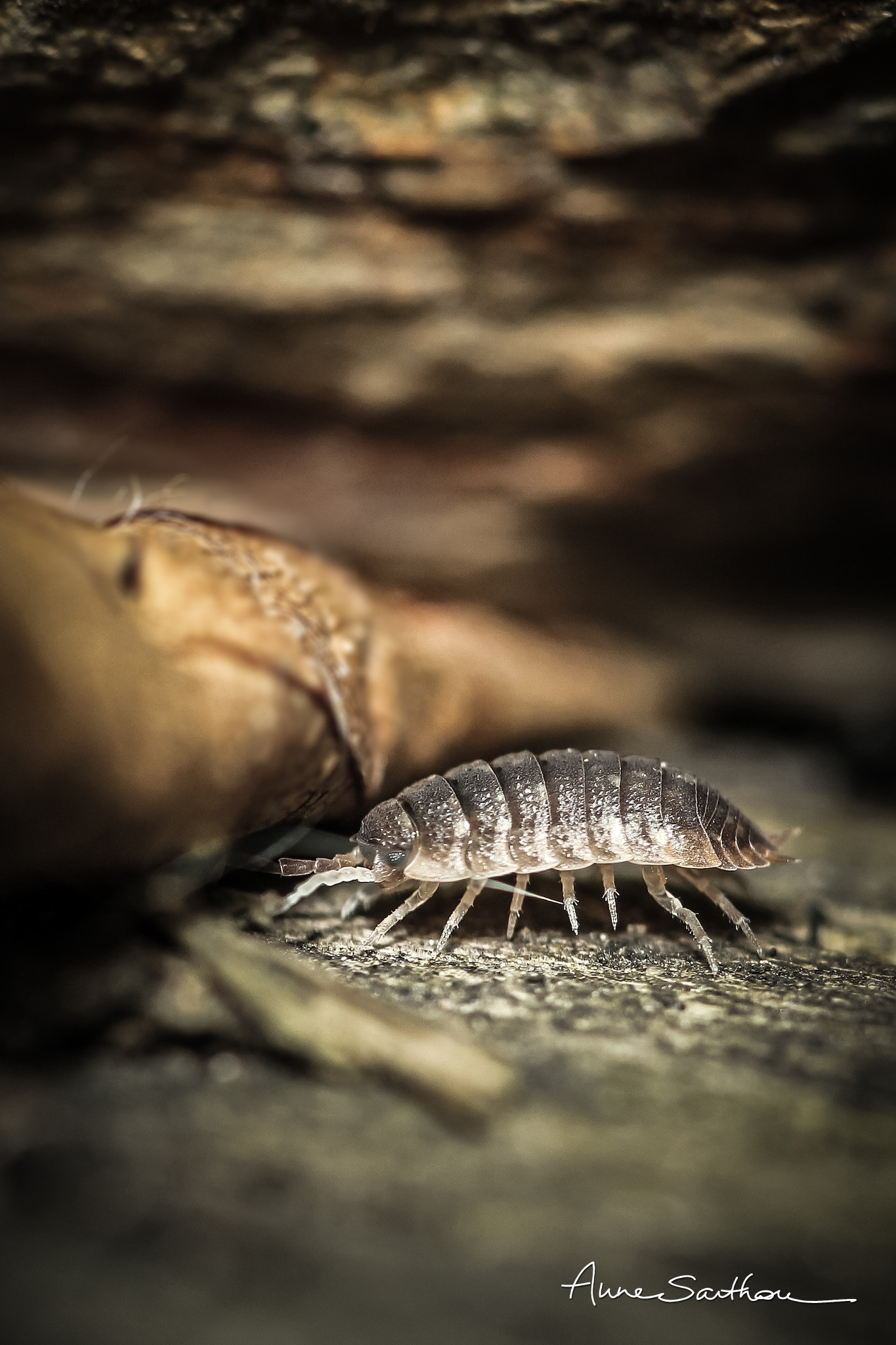 Canon EF 100mm F2.8 Macro USM sample photo. Ceux du dessous. photography