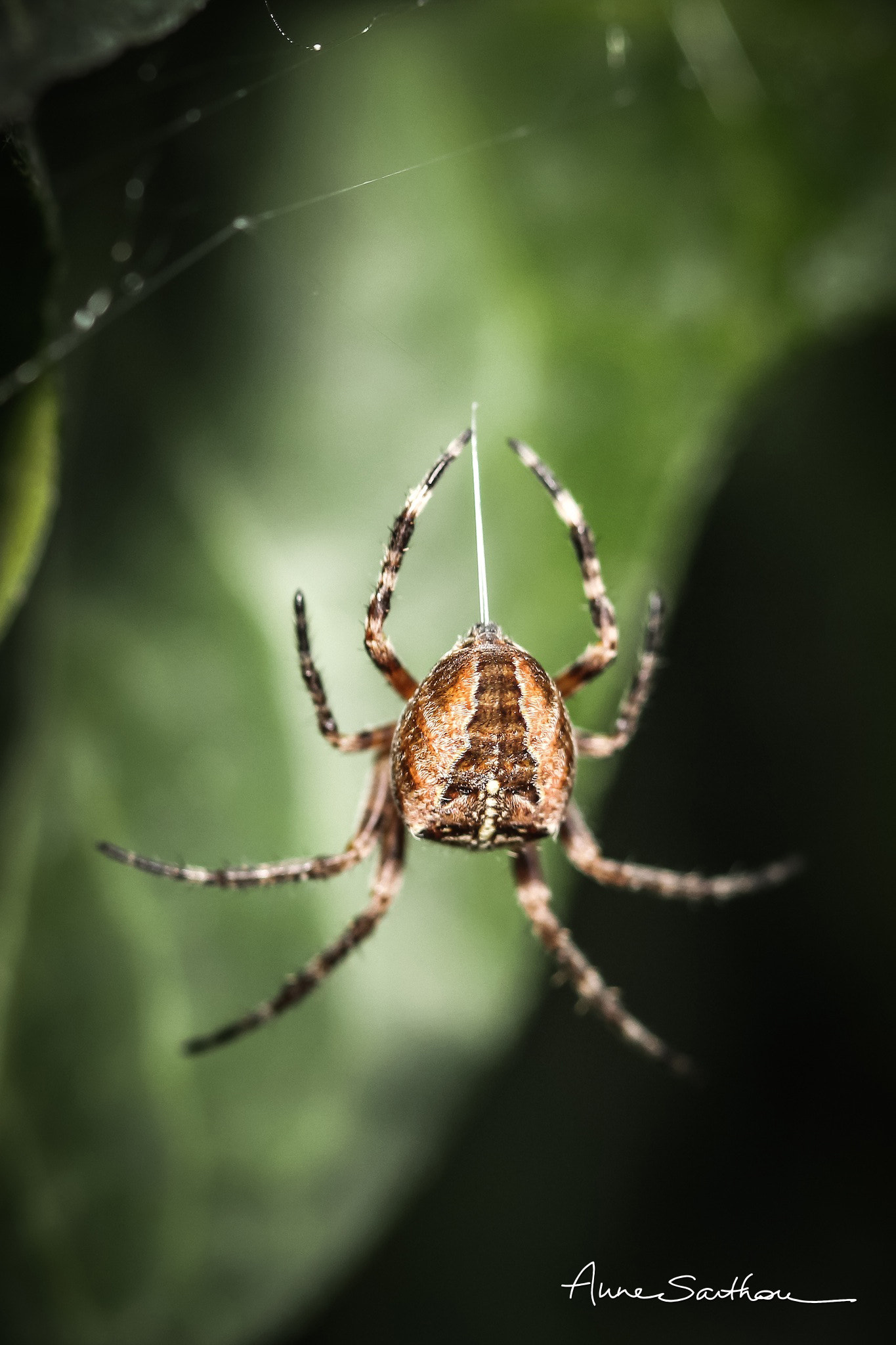 Canon EF 100mm F2.8 Macro USM sample photo. Descente en rappel. photography