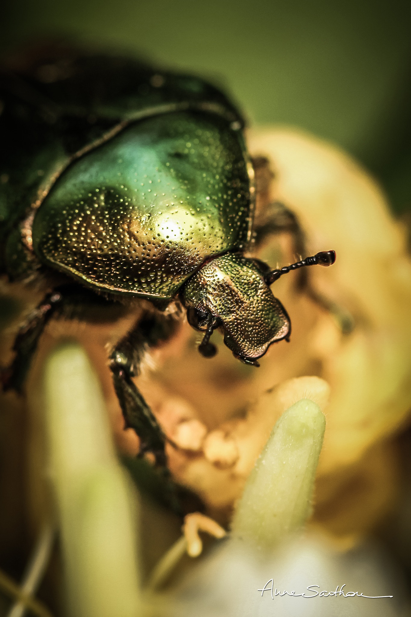 Canon EF 100mm F2.8 Macro USM sample photo. Cétoine de nacre. photography