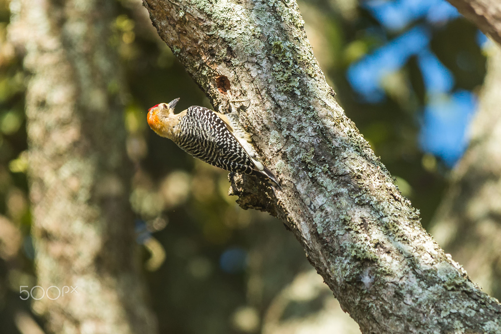 Sigma 150-500mm F5-6.3 DG OS HSM sample photo. Woodpecker making a hole photography