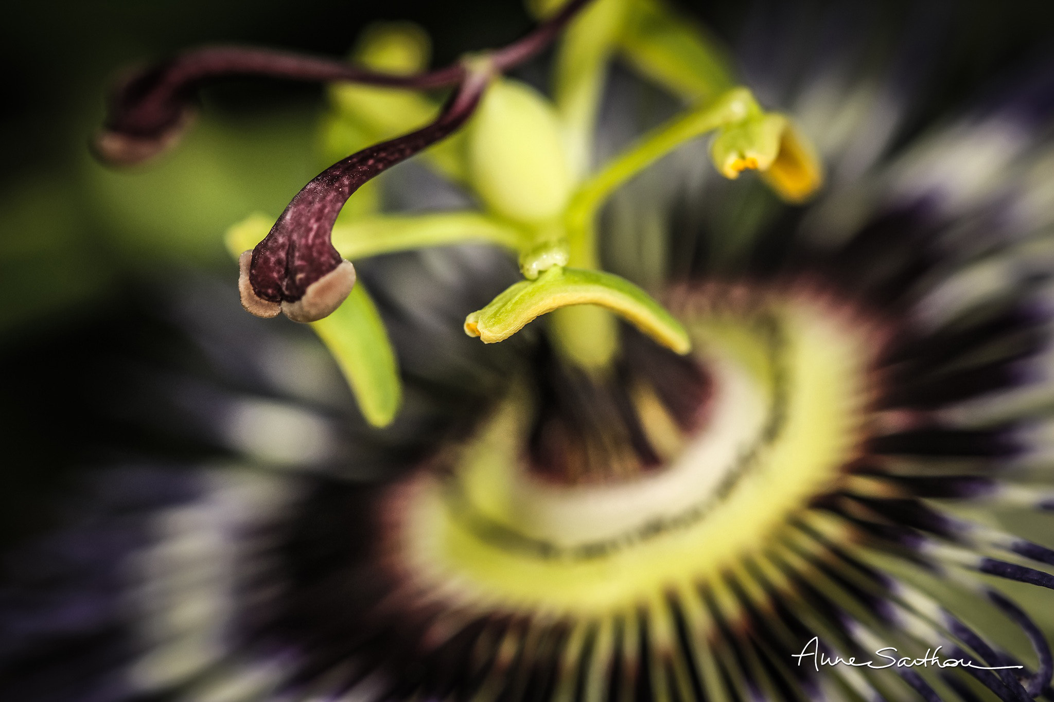 Canon EF 100mm F2.8 Macro USM sample photo. Passion. photography