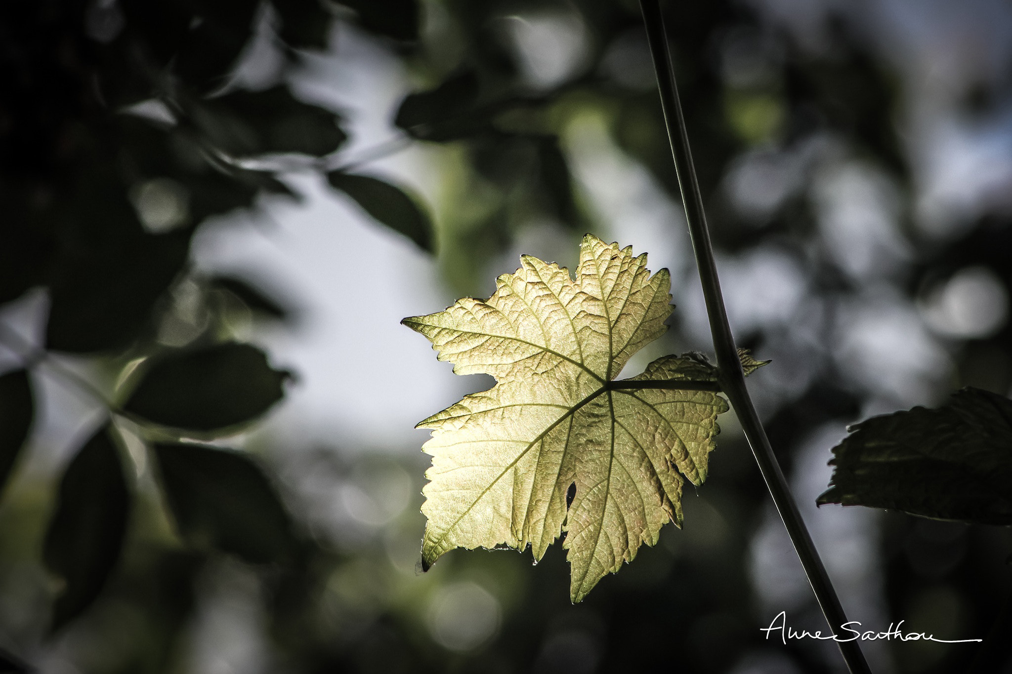 Canon EF 75-300mm f/4-5.6 USM sample photo. Feuille lumineuse. photography