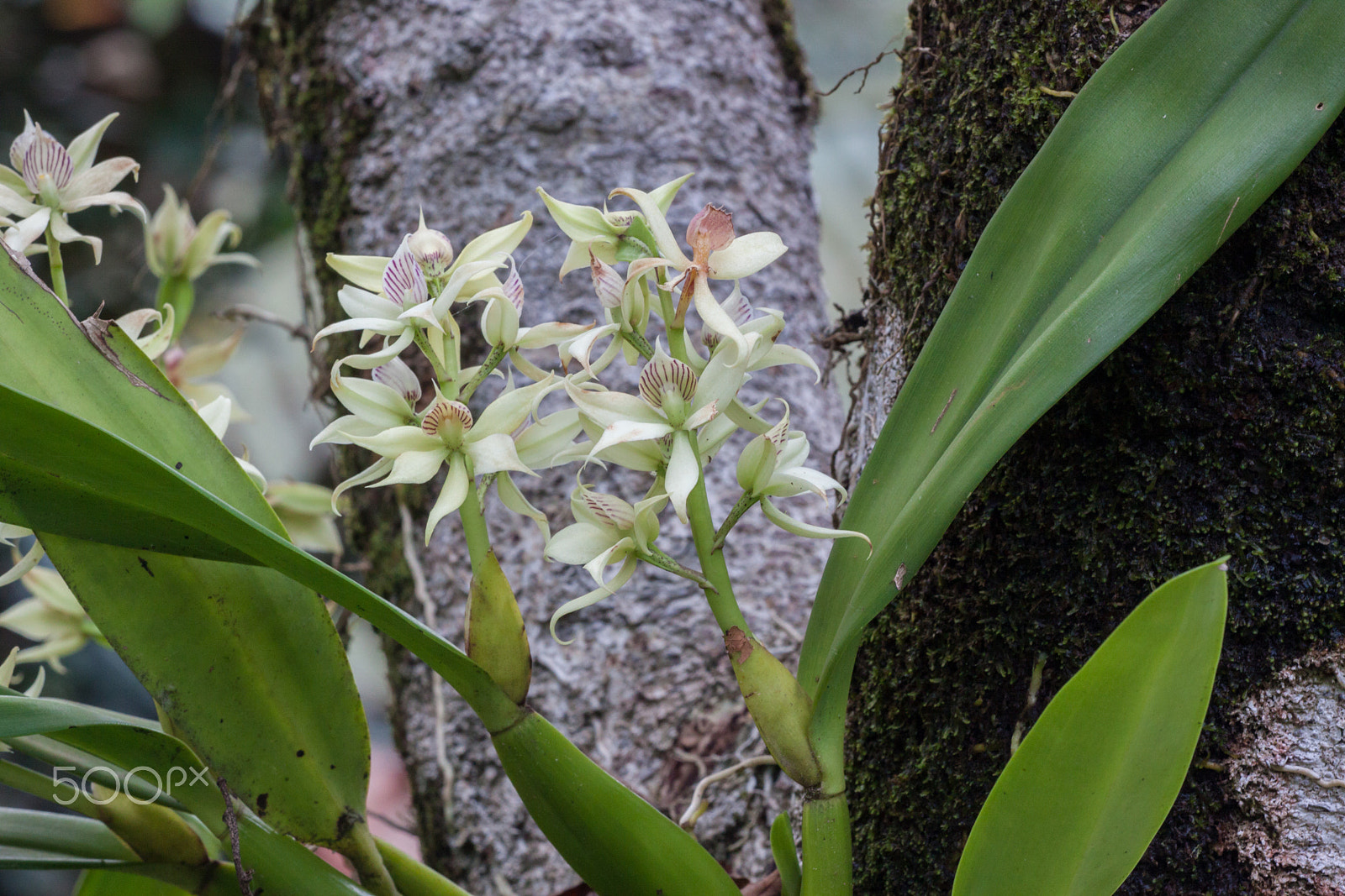 Sigma APO Macro 150mm f/2.8 EX DG HSM sample photo. Orchid up in the tree. photography