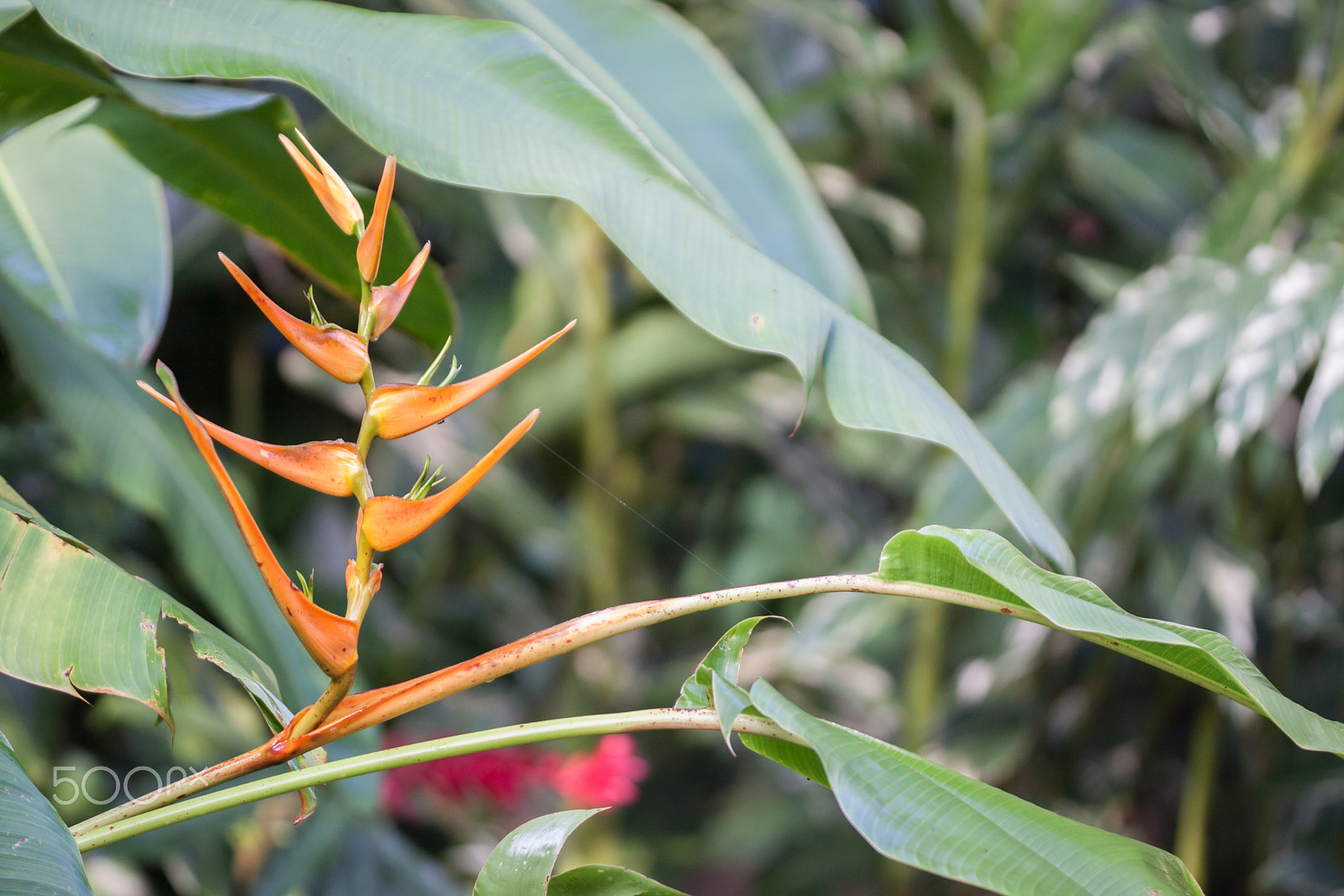 Canon EOS 50D sample photo. Heliconia photography