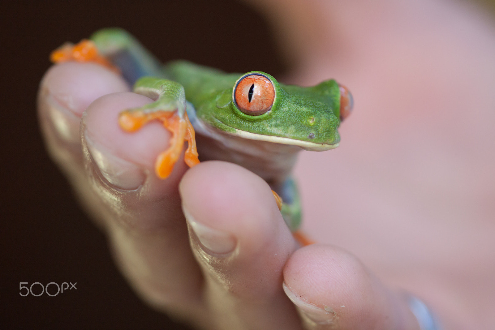 Canon EOS 50D sample photo. Red eyed tree frog photography