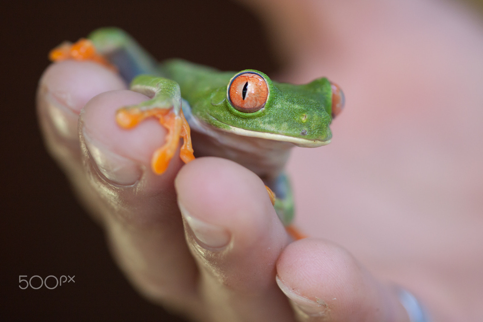 Sigma APO Macro 150mm f/2.8 EX DG HSM sample photo. Red eyed tree frog photography