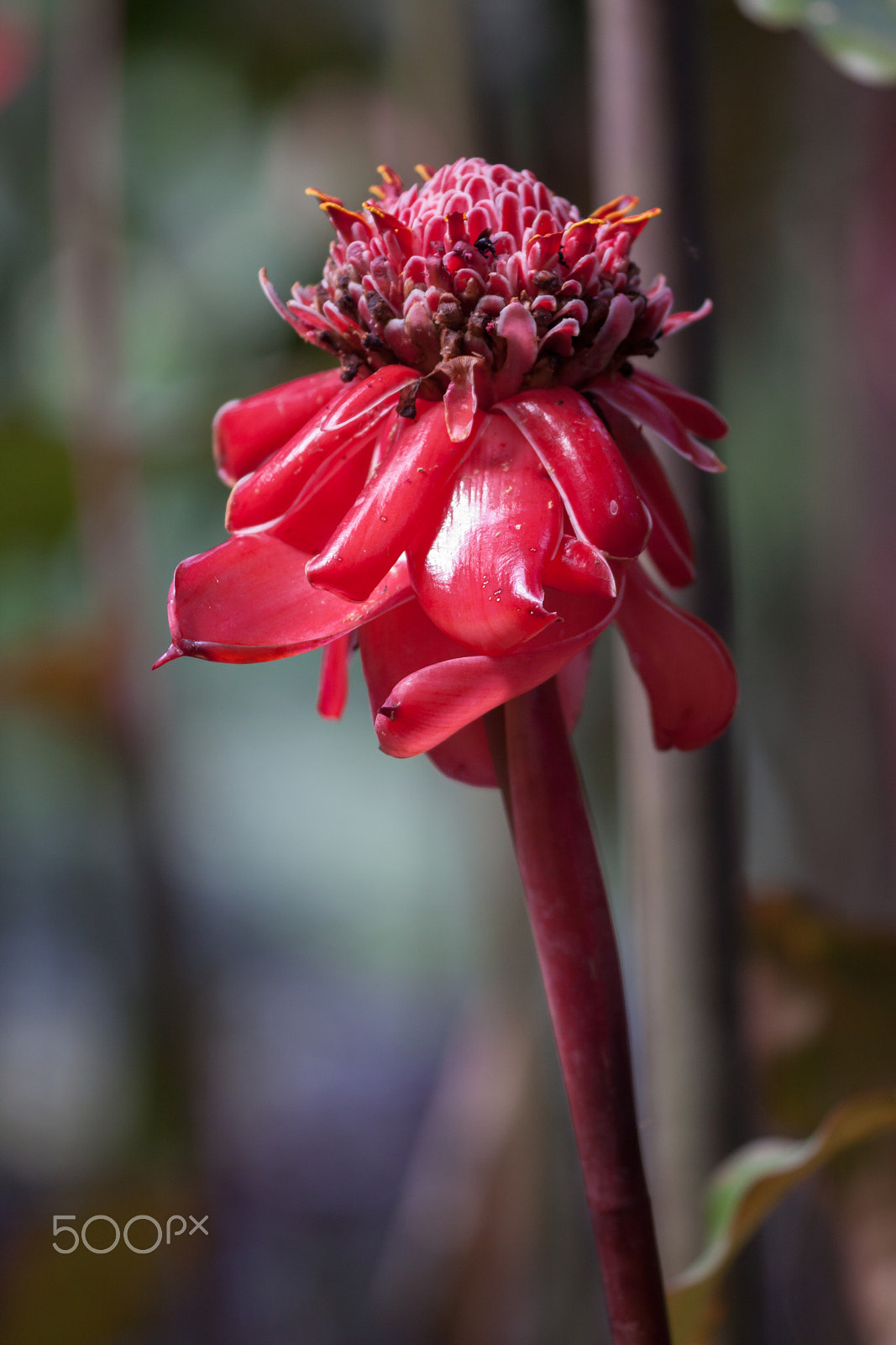 Sigma APO Macro 150mm f/2.8 EX DG HSM sample photo. Suger bus, ginger plant? photography