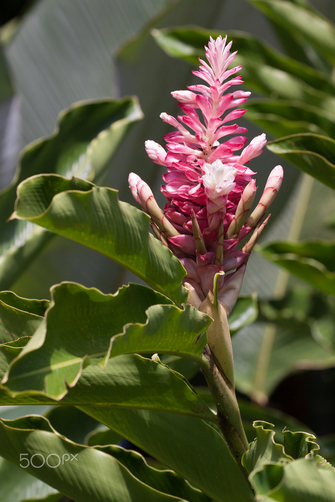 Canon EOS 50D sample photo. Ginger flower? photography