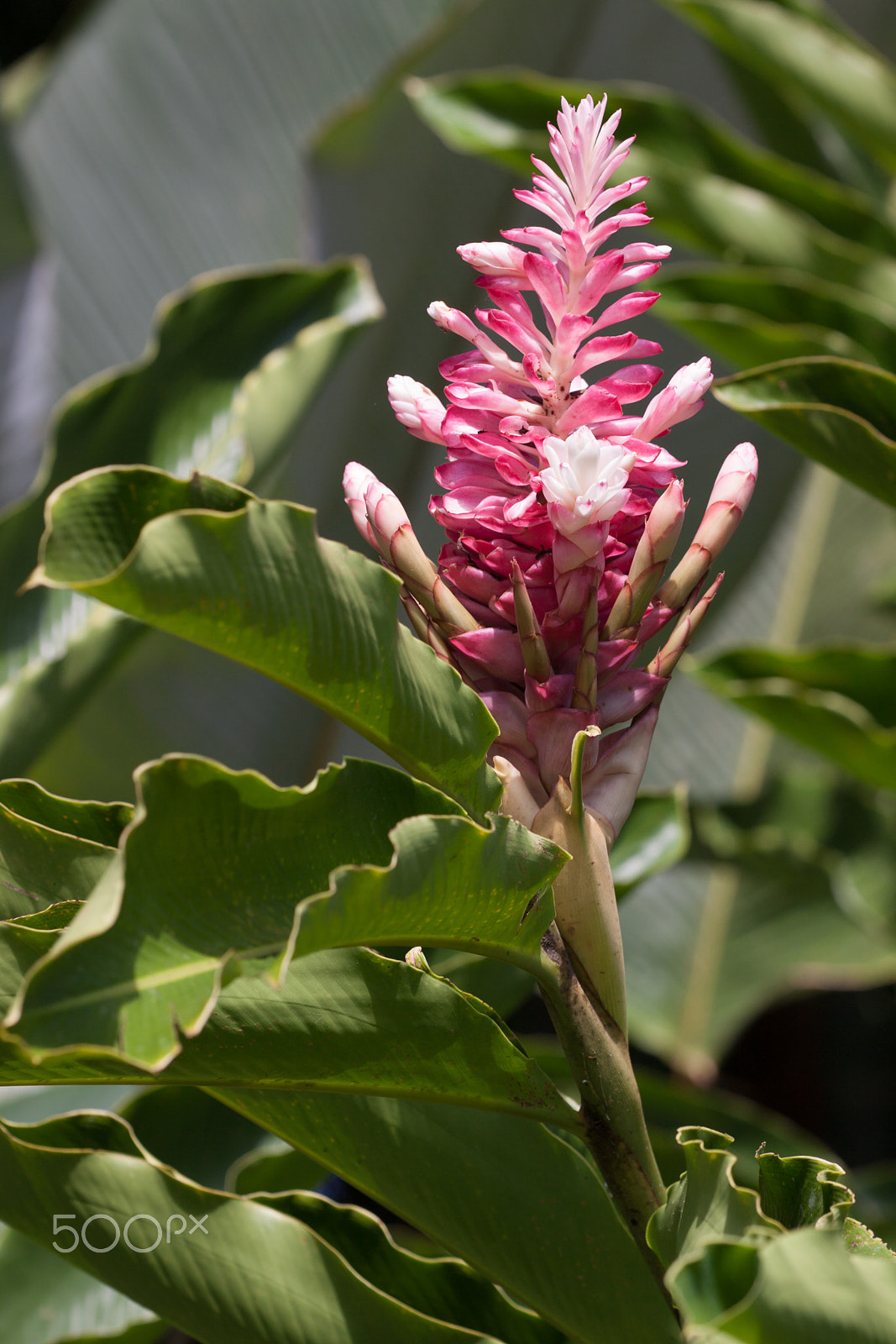 Sigma APO Macro 150mm f/2.8 EX DG HSM sample photo. Ginger flower? photography