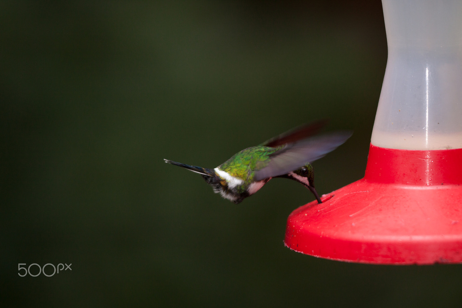 Sigma APO Macro 150mm f/2.8 EX DG HSM sample photo. Hummingbird photography