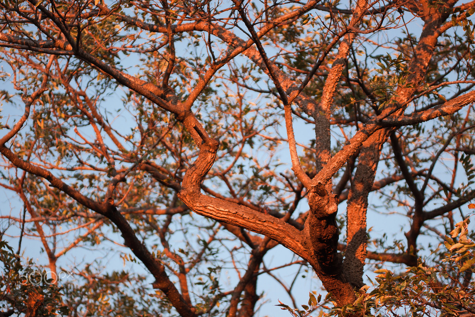 Canon EOS 50D + Sigma APO Macro 150mm f/2.8 EX DG HSM sample photo. Tree in sunset light photography