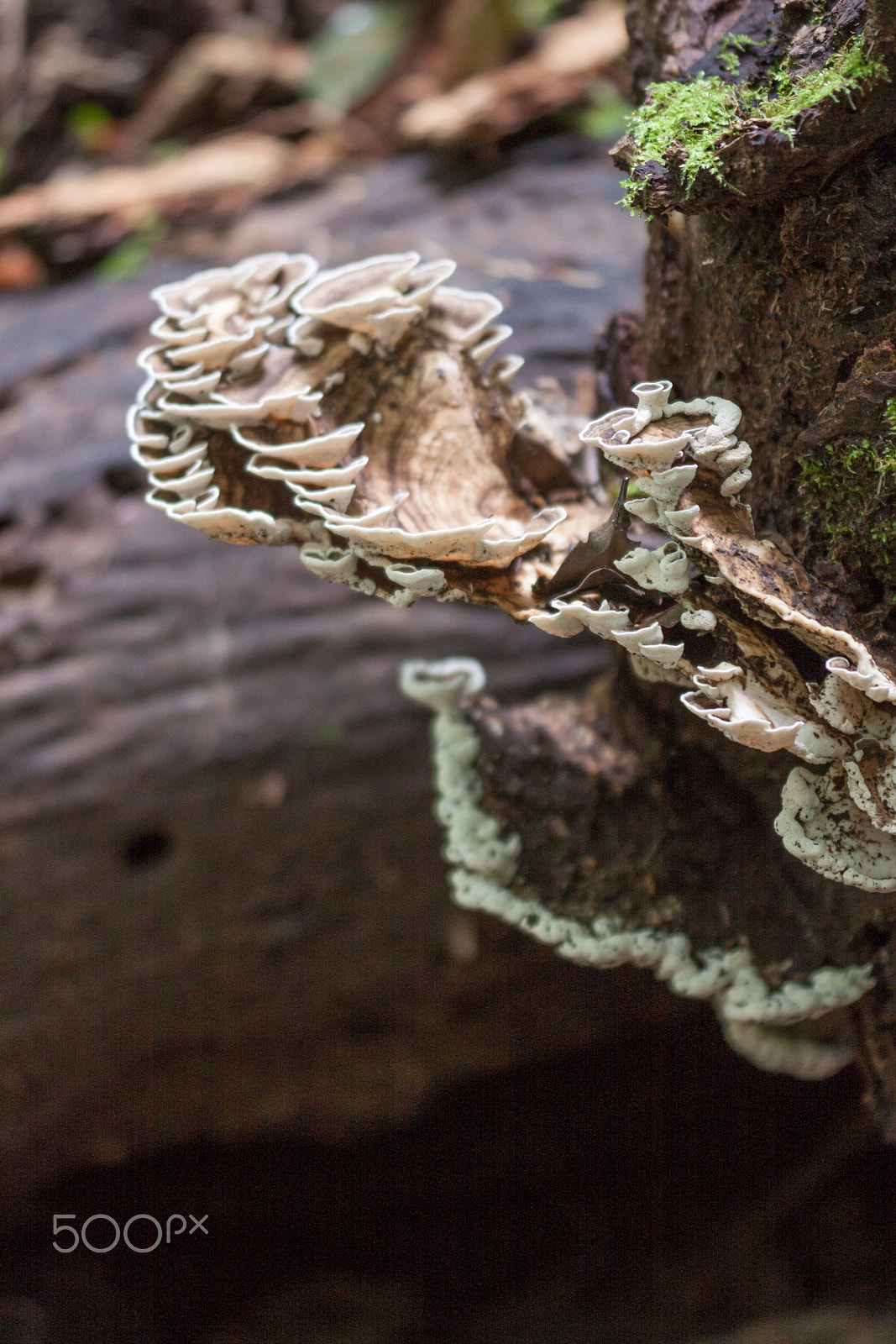 Sigma APO Macro 150mm f/2.8 EX DG HSM sample photo. Fungi. photography