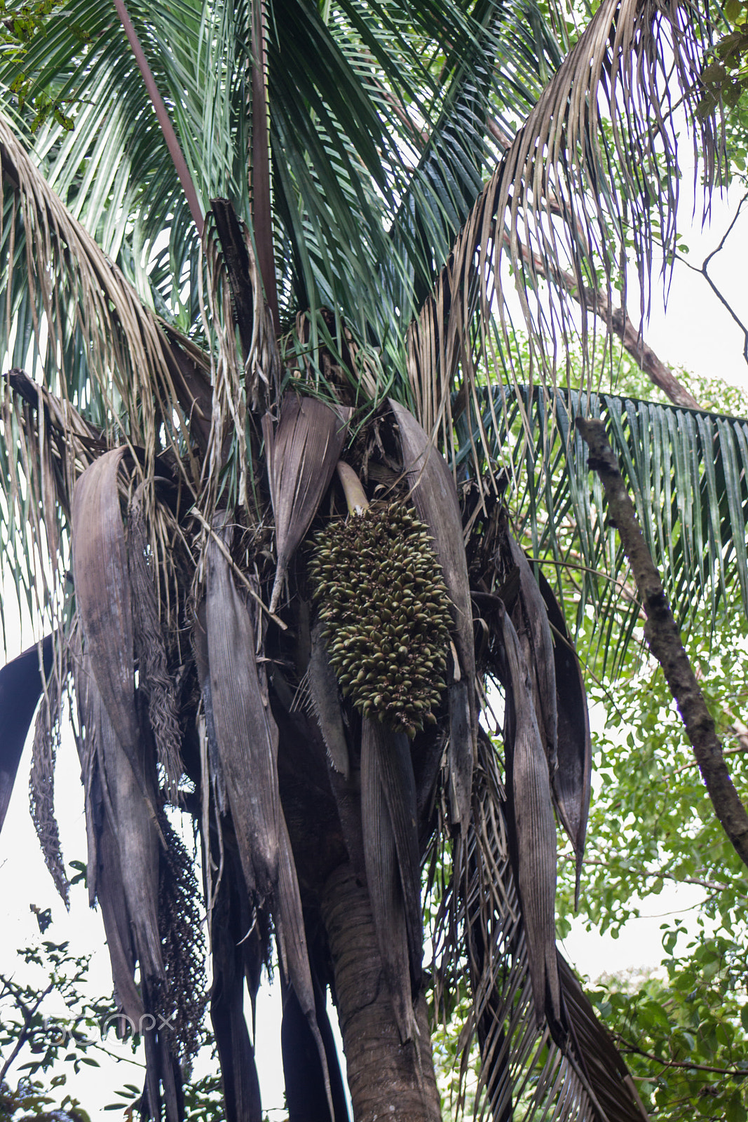 Canon EOS 50D + EF75-300mm f/4-5.6 sample photo. Palm fruit photography