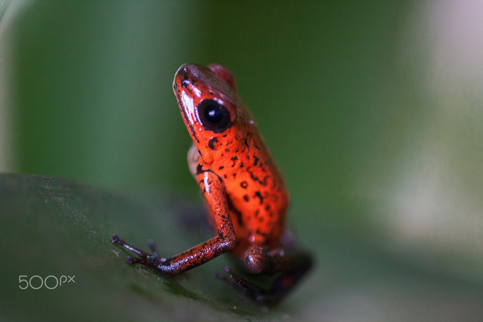 Sigma APO Macro 150mm f/2.8 EX DG HSM sample photo. Strawbery poison dart frog. photography