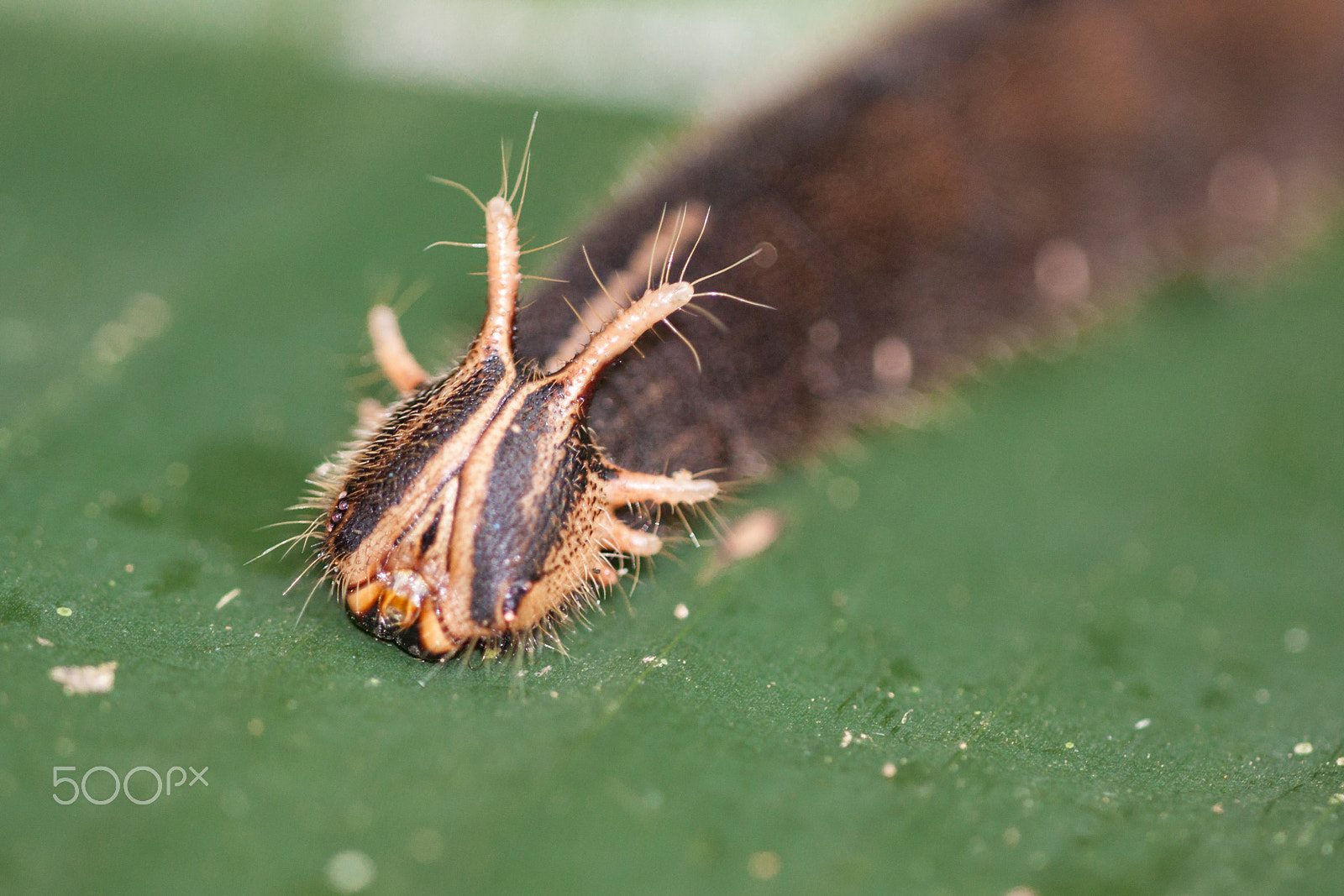 Sigma APO Macro 150mm f/2.8 EX DG HSM sample photo. Morpho caterpiller photography
