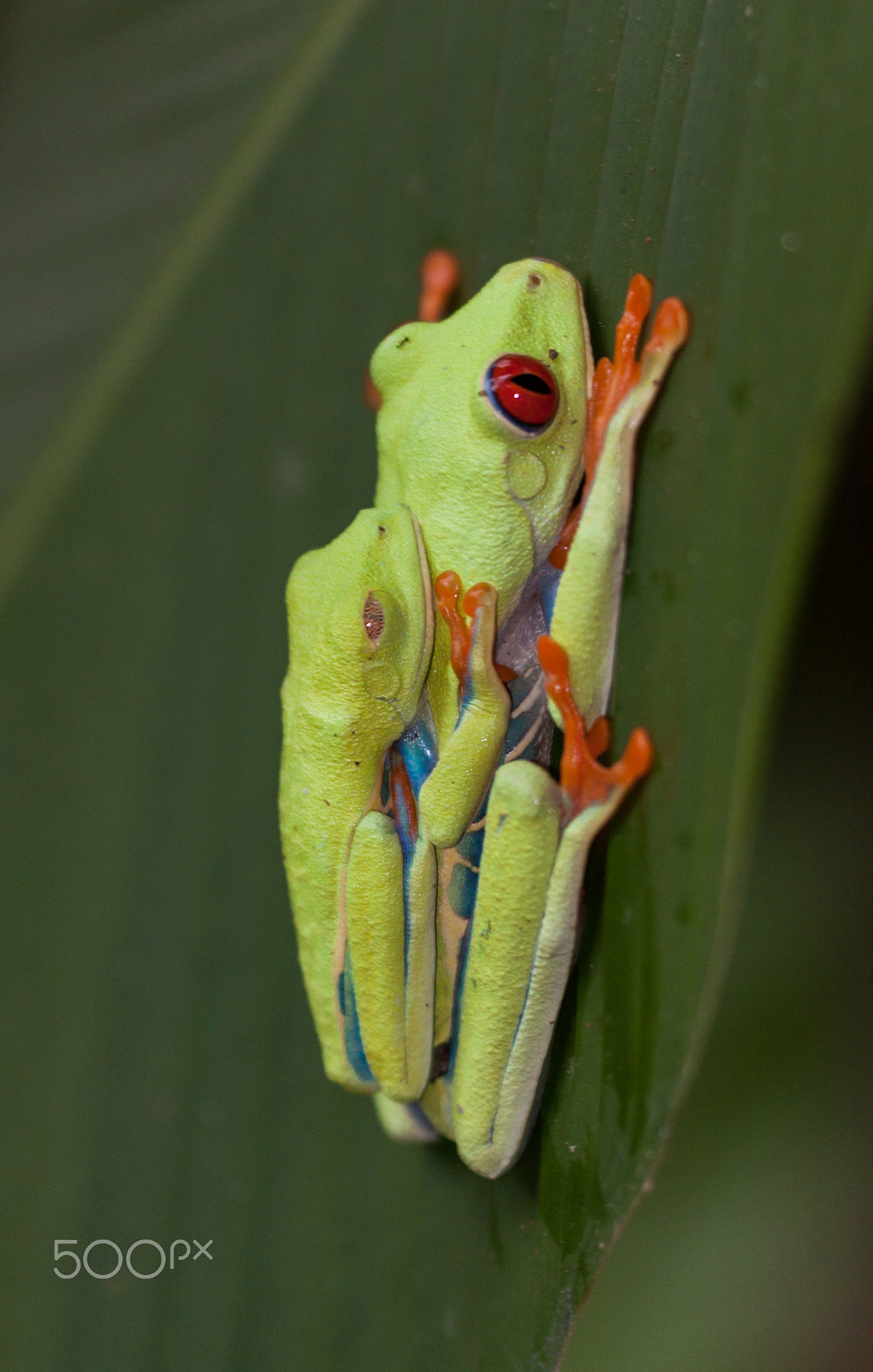 Canon EOS 50D + Sigma APO Macro 150mm f/2.8 EX DG HSM sample photo. Red eyed tree frog. photography
