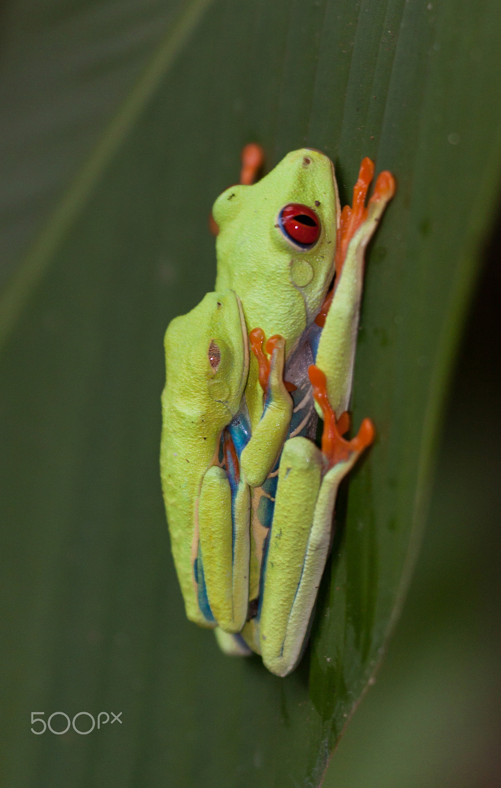 Sigma APO Macro 150mm f/2.8 EX DG HSM sample photo. Red eyed tree frog. photography