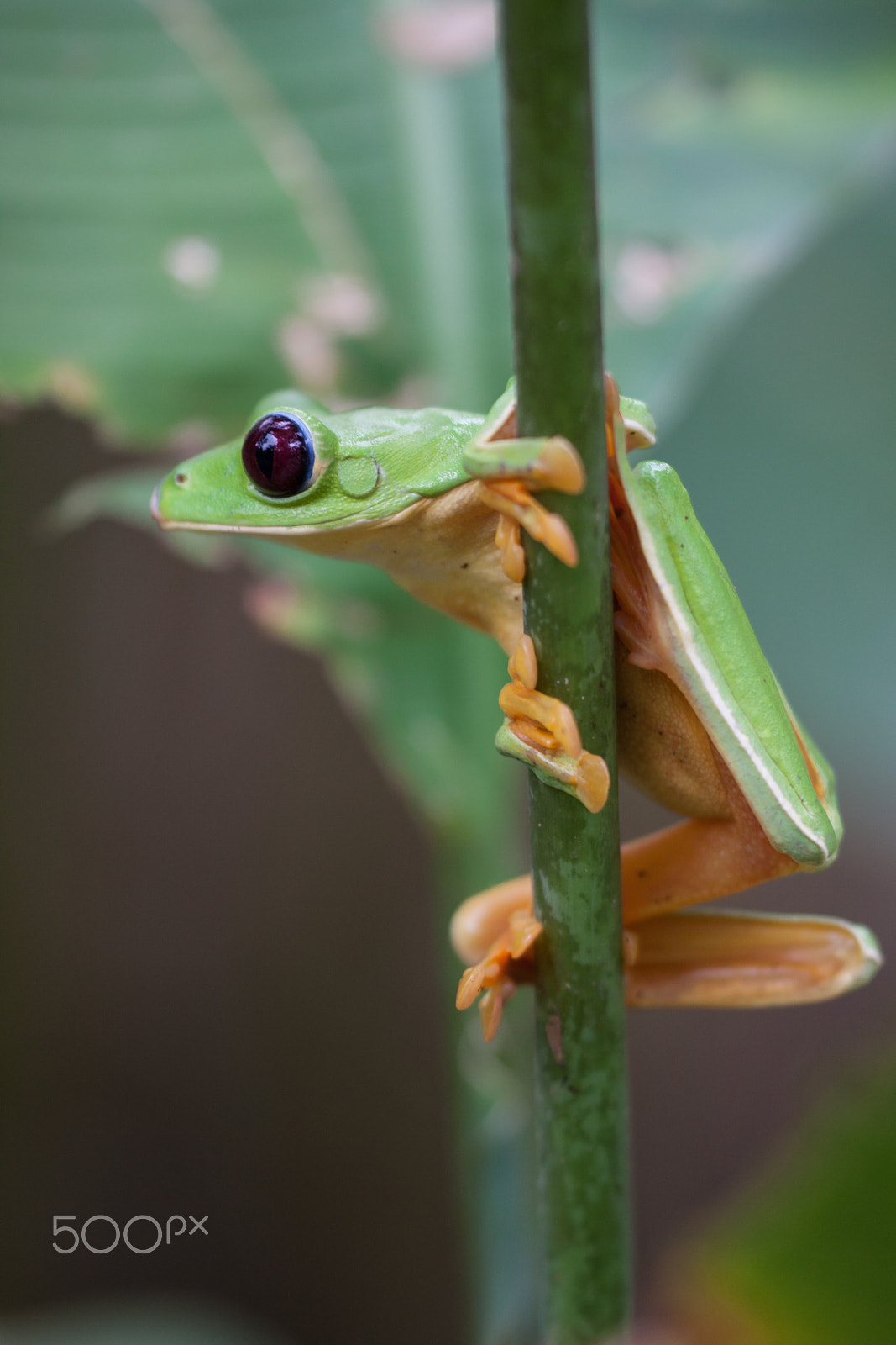 Sigma APO Macro 150mm f/2.8 EX DG HSM sample photo. Red eyed tree frog. photography
