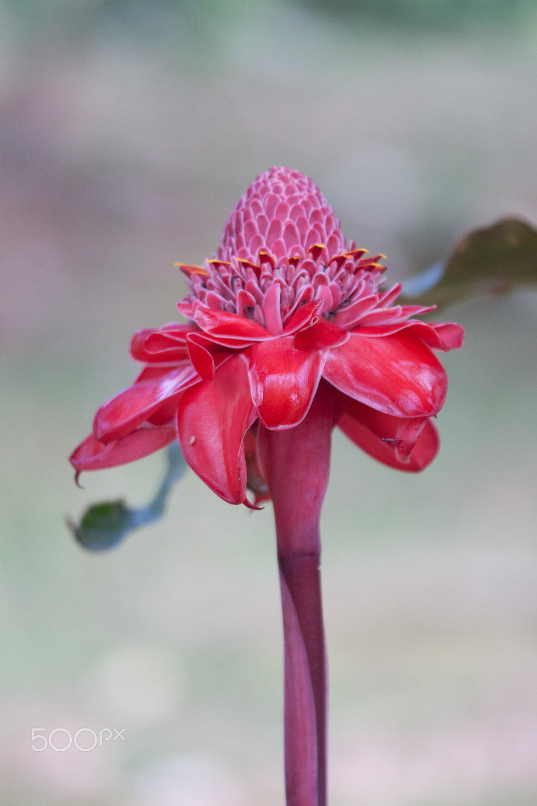 Sigma APO Macro 150mm f/2.8 EX DG HSM sample photo. Ginger plant photography