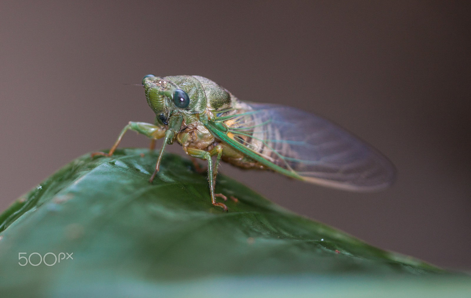 Sigma APO Macro 150mm f/2.8 EX DG HSM sample photo. Cicade photography