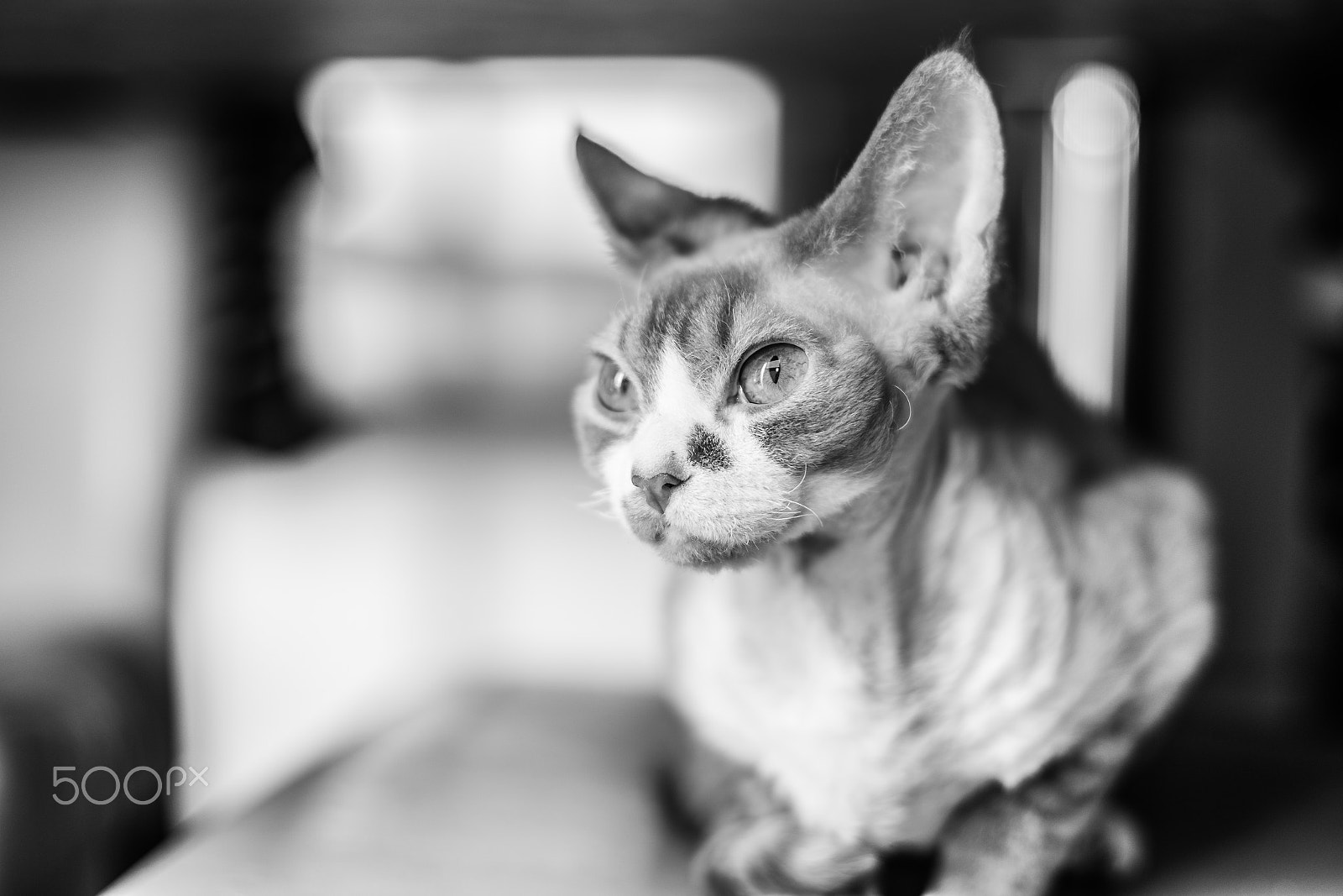Sony a99 II + Sony 50mm F1.4 sample photo