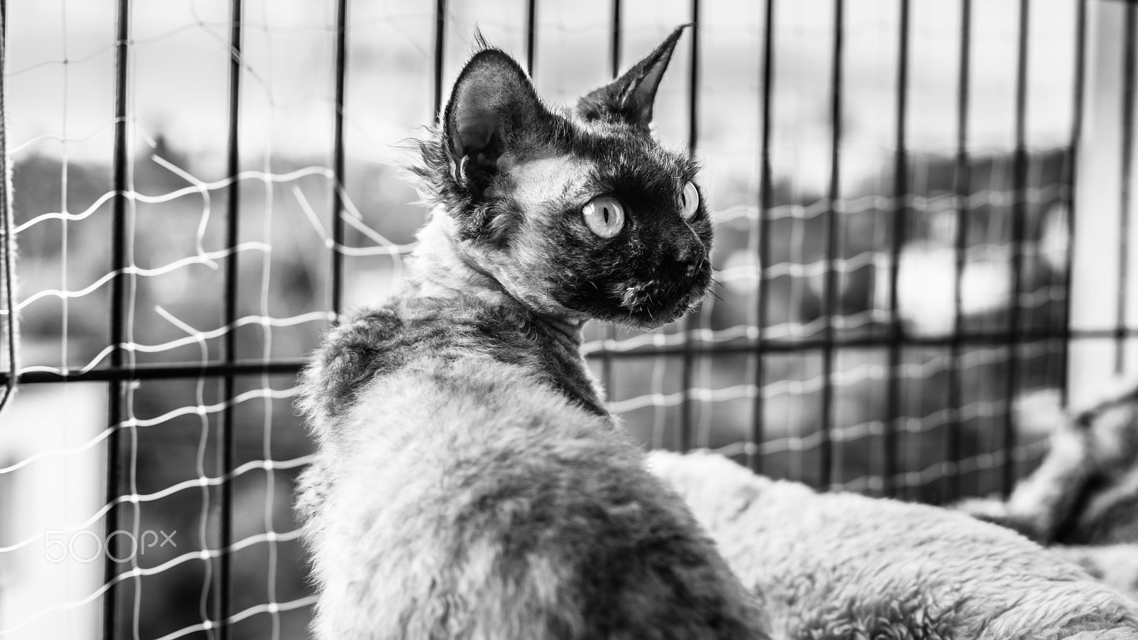 Sony a99 II + Sony 50mm F1.4 sample photo