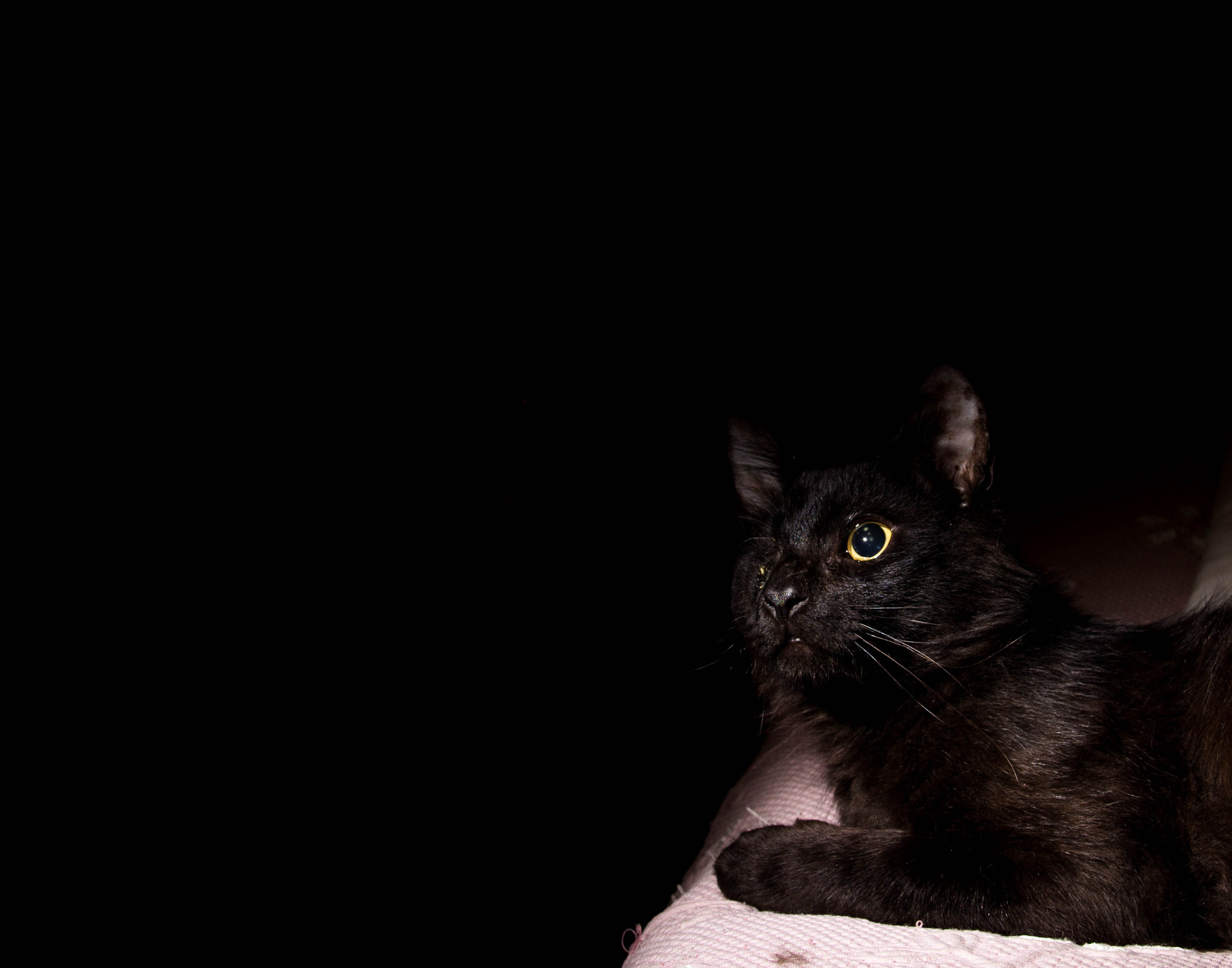 Canon EF-S 18-135mm F3.5-5.6 IS sample photo. Odin the one-eyed cat photography