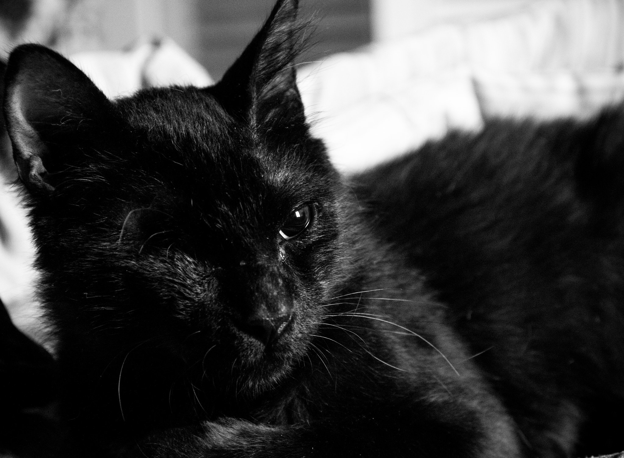 Canon EF-S 18-135mm F3.5-5.6 IS sample photo. Odin the one-eyed cat photography