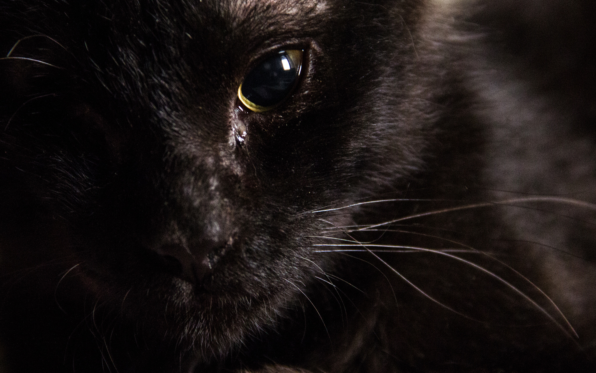 Canon EF-S 18-135mm F3.5-5.6 IS sample photo. Odin the one-eyed cat photography