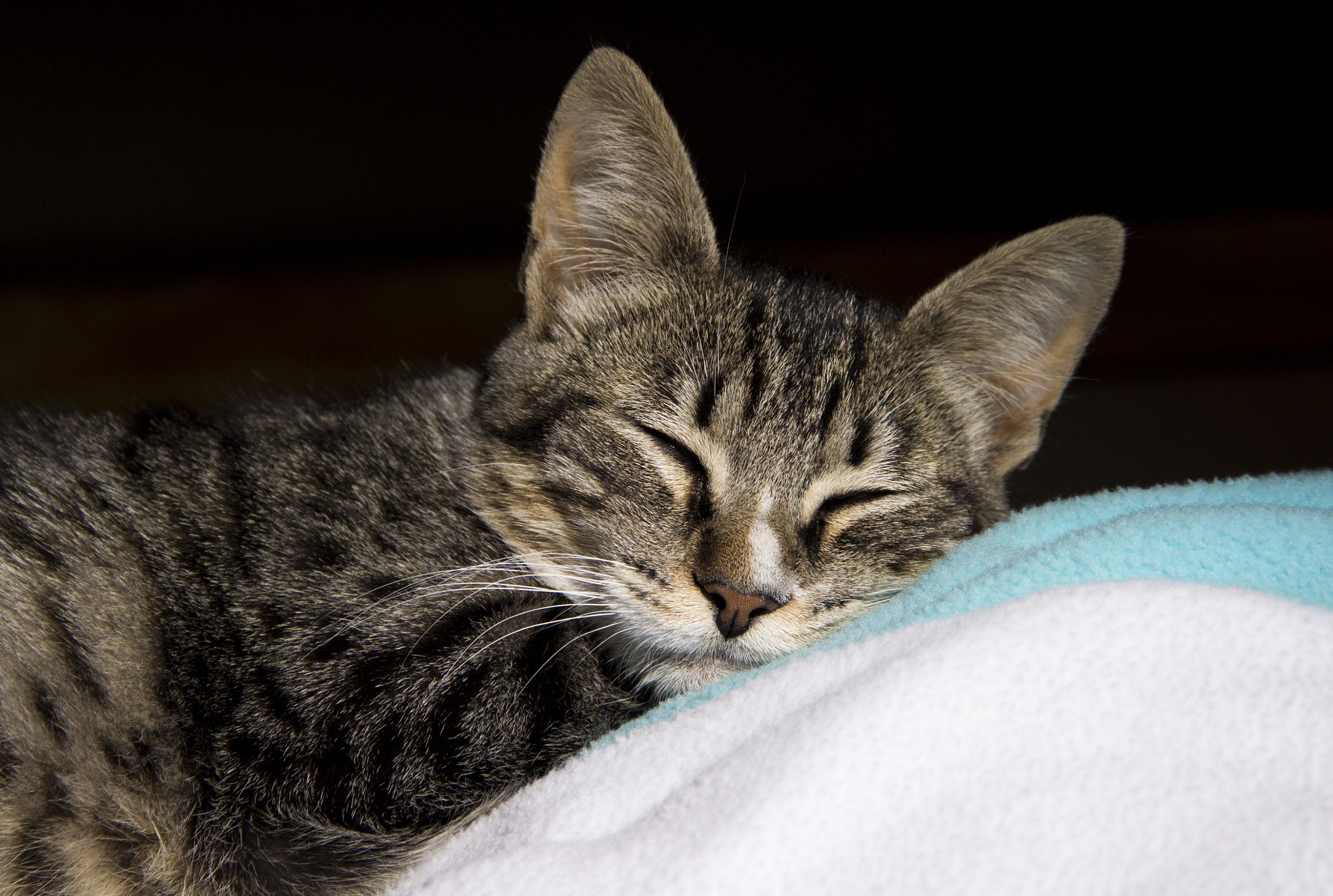 Canon EF-S 18-135mm F3.5-5.6 IS sample photo. My sweet galileo galilei photography