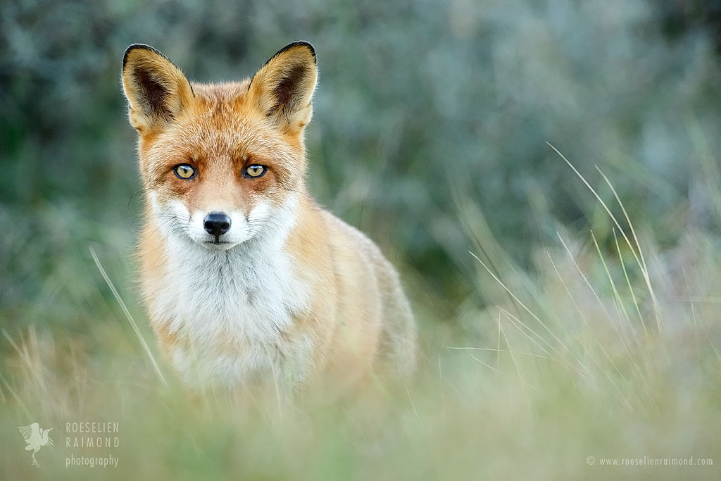 Sad Eyed Fox of the Lowlands by Roeselien Raimond on 500px.com