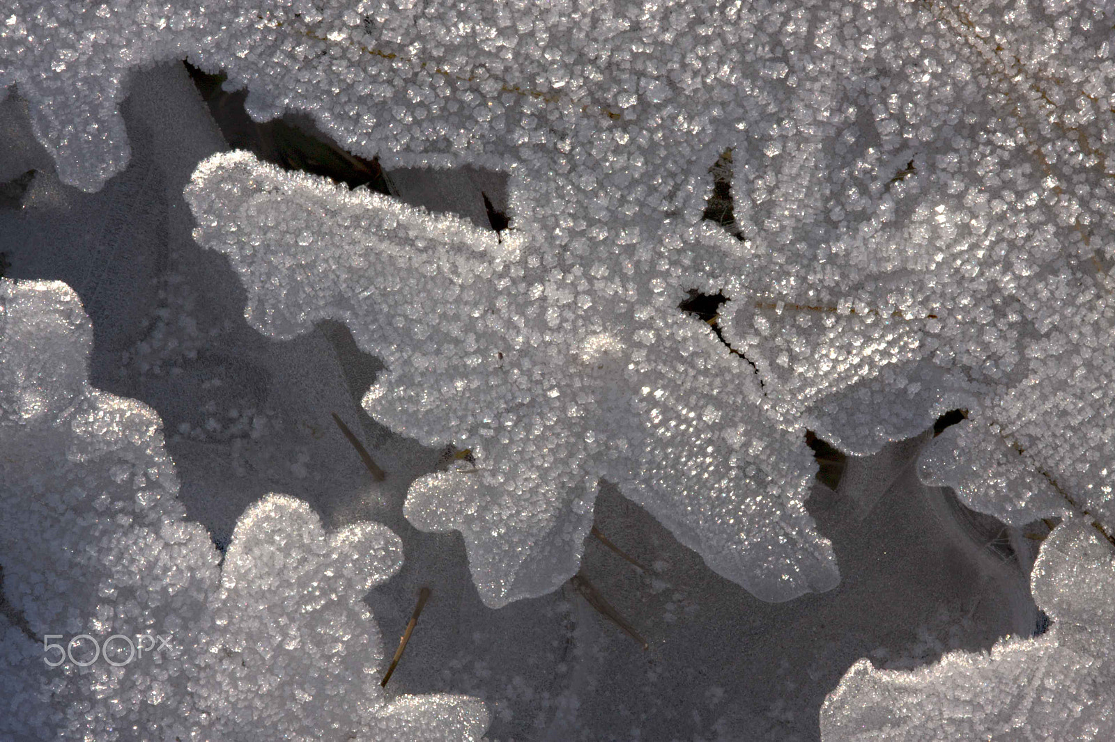 Canon EOS 40D + Sigma 105mm F2.8 EX DG Macro sample photo. Ice leaf patterns photography