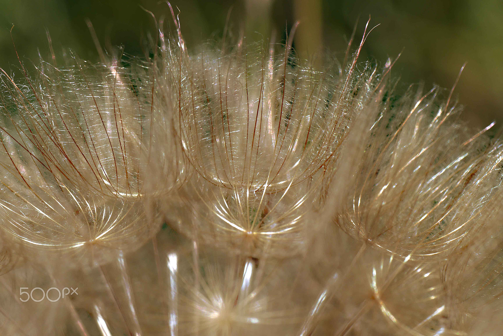 Panasonic Leica DG Macro-Elmarit 45mm F2.8 ASPH OIS sample photo. Large seed head photography