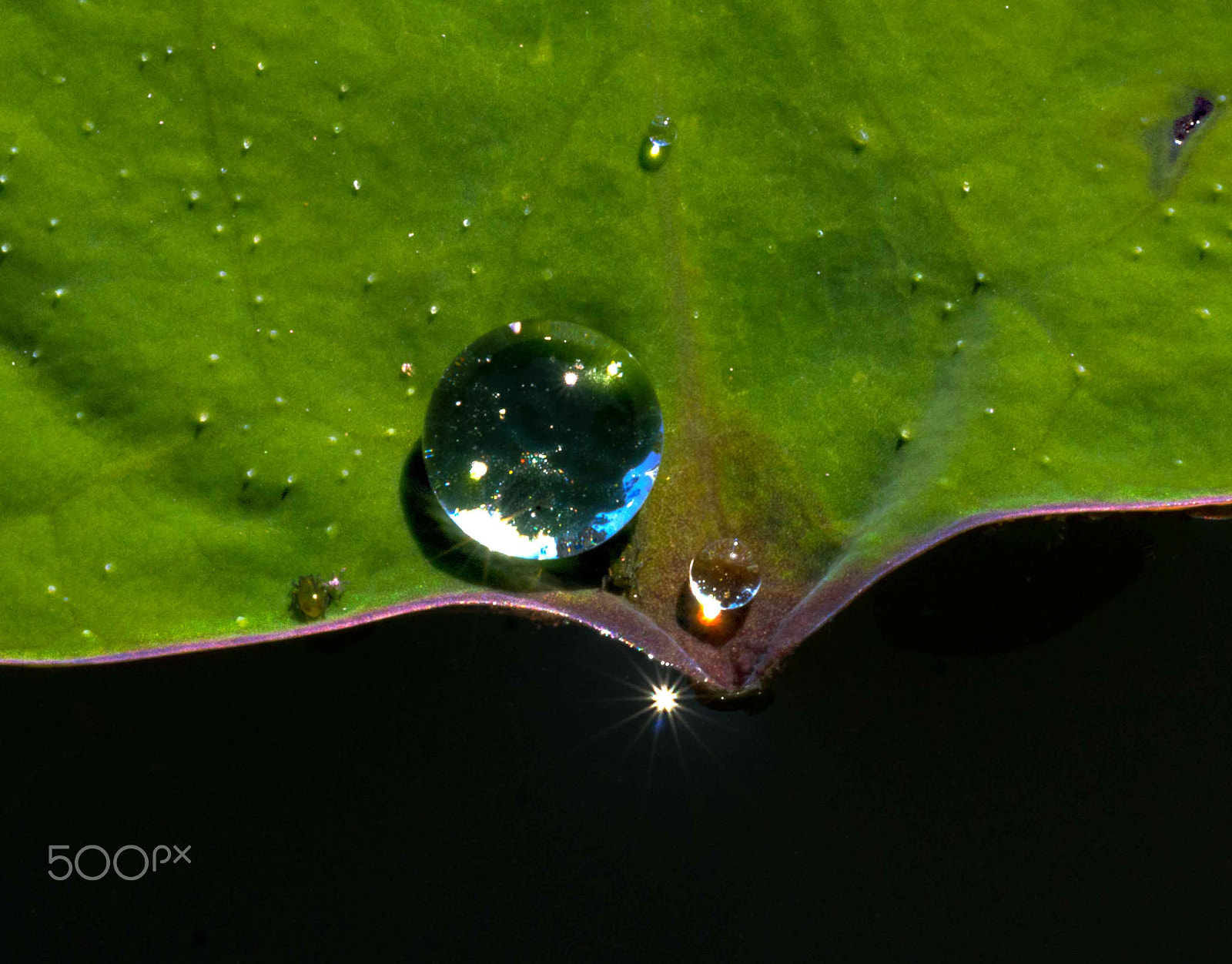 Panasonic Leica DG Macro-Elmarit 45mm F2.8 ASPH OIS sample photo. Lilly pad droplet photography
